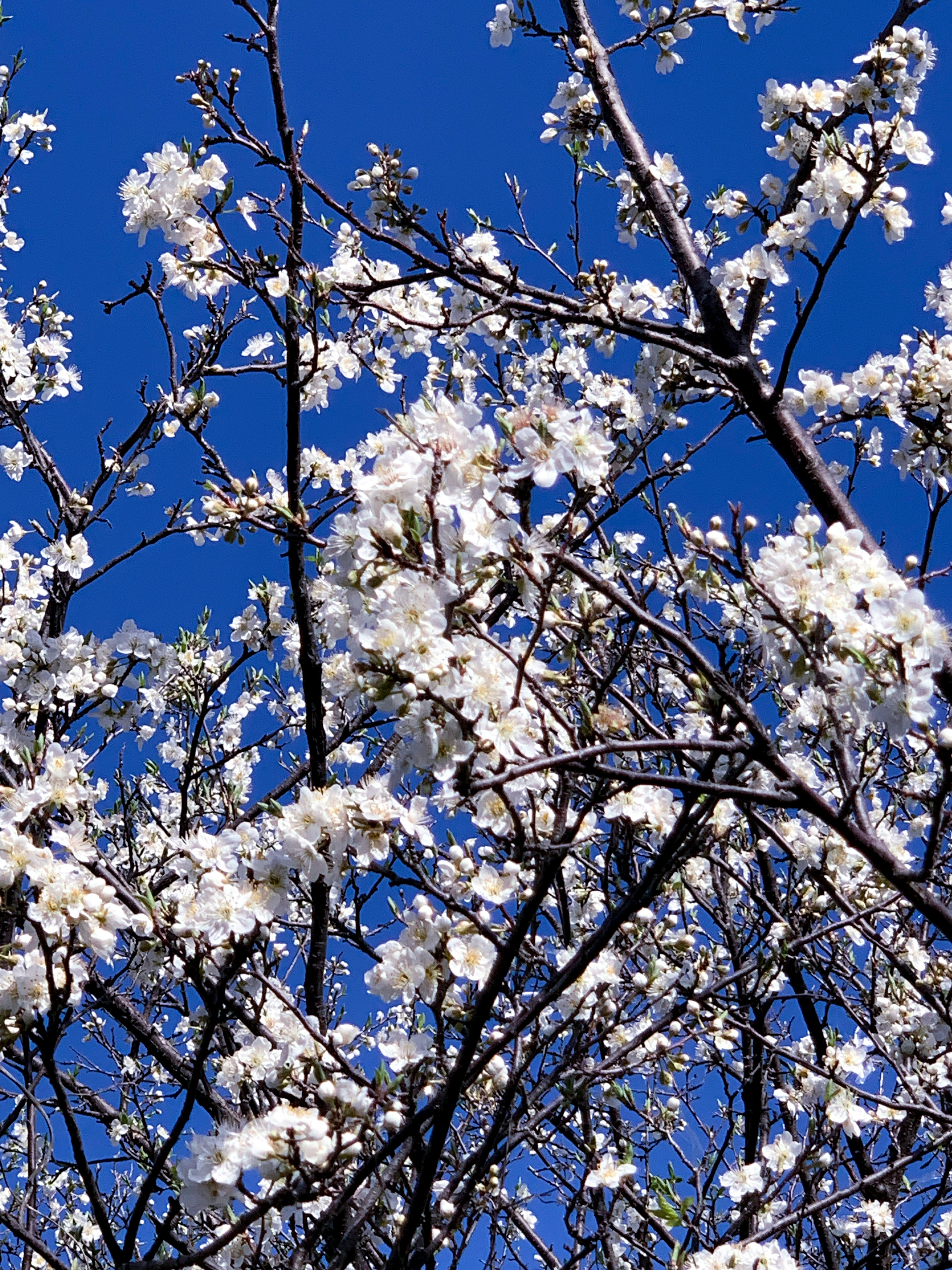 Branches of a tree covered in white flowers against a blue sky