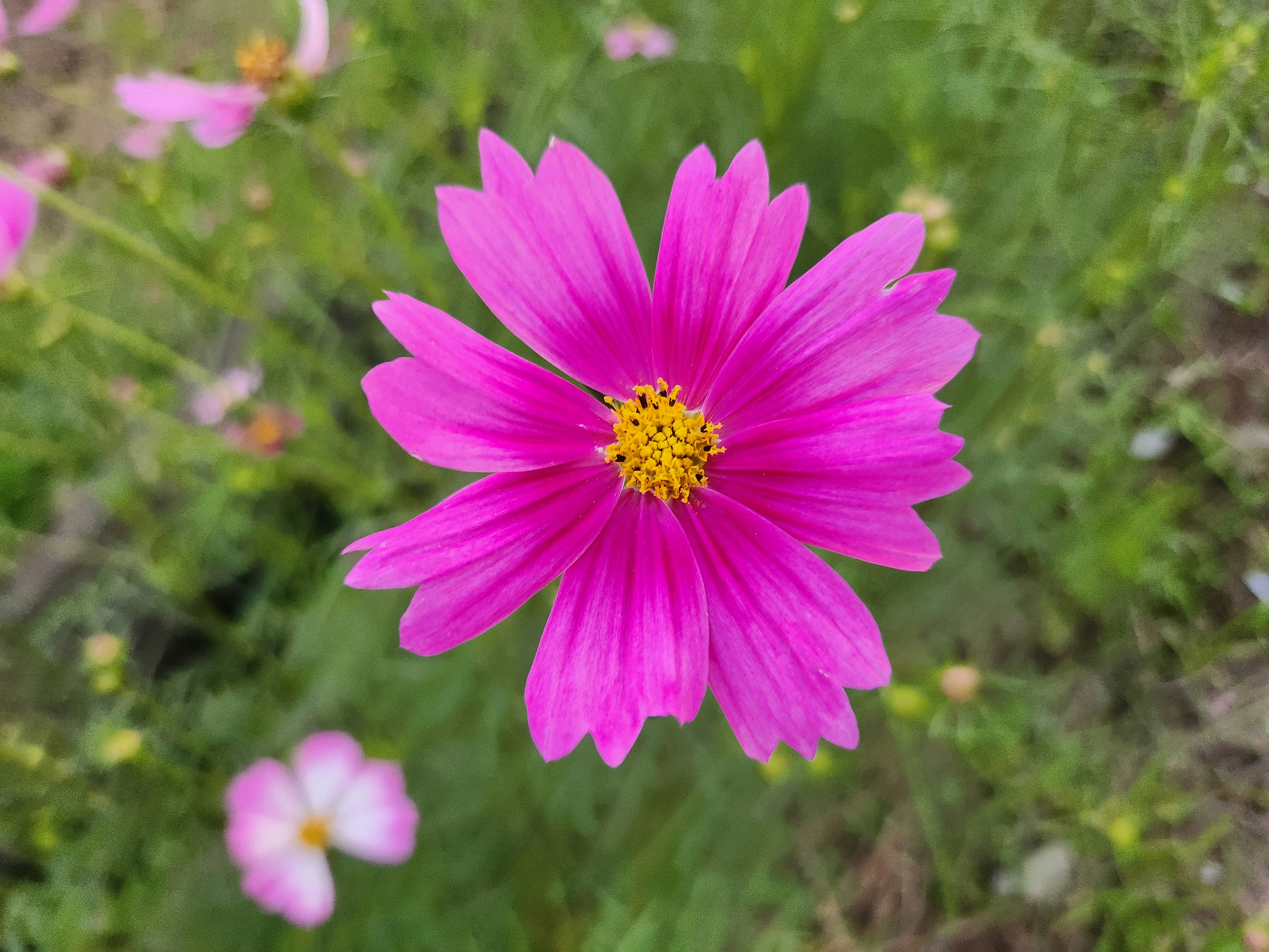 Sebuah bunga cosmos pink cerah di tengah dengan daun hijau di sekitarnya