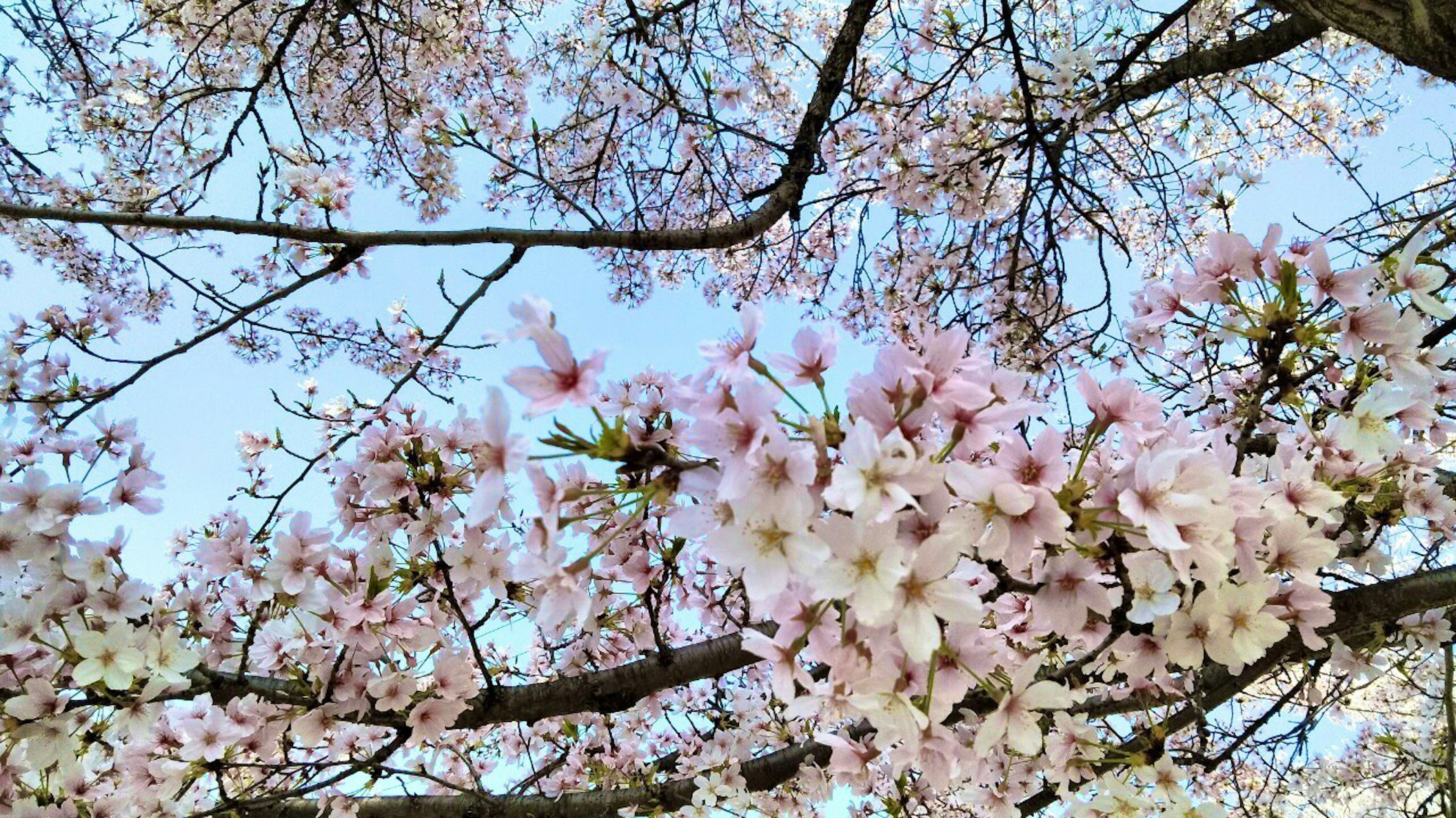 View from underneath a cherry blossom tree with light pink flowers against a blue sky