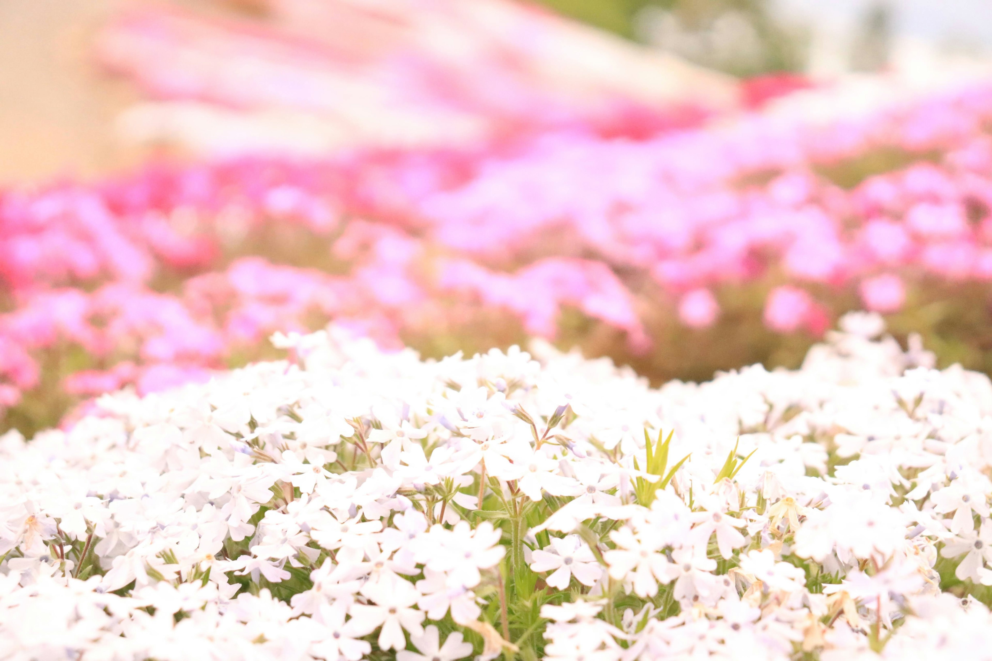 Un paisaje hermoso con flores blancas y rosas en plena floración