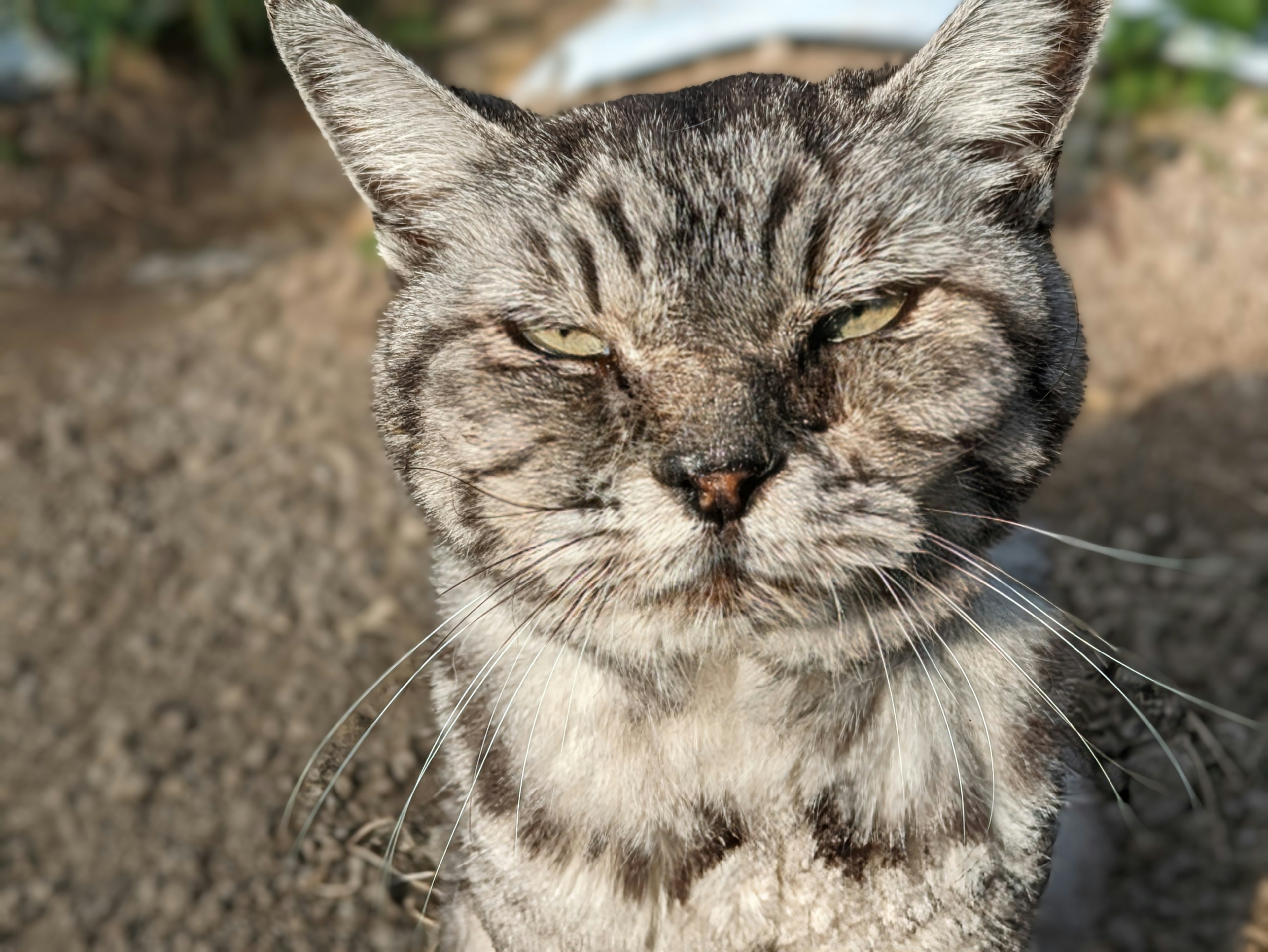 Nahaufnahme eines Katzenkopfes mit zusammengekniffenen Augen und grauem Fell