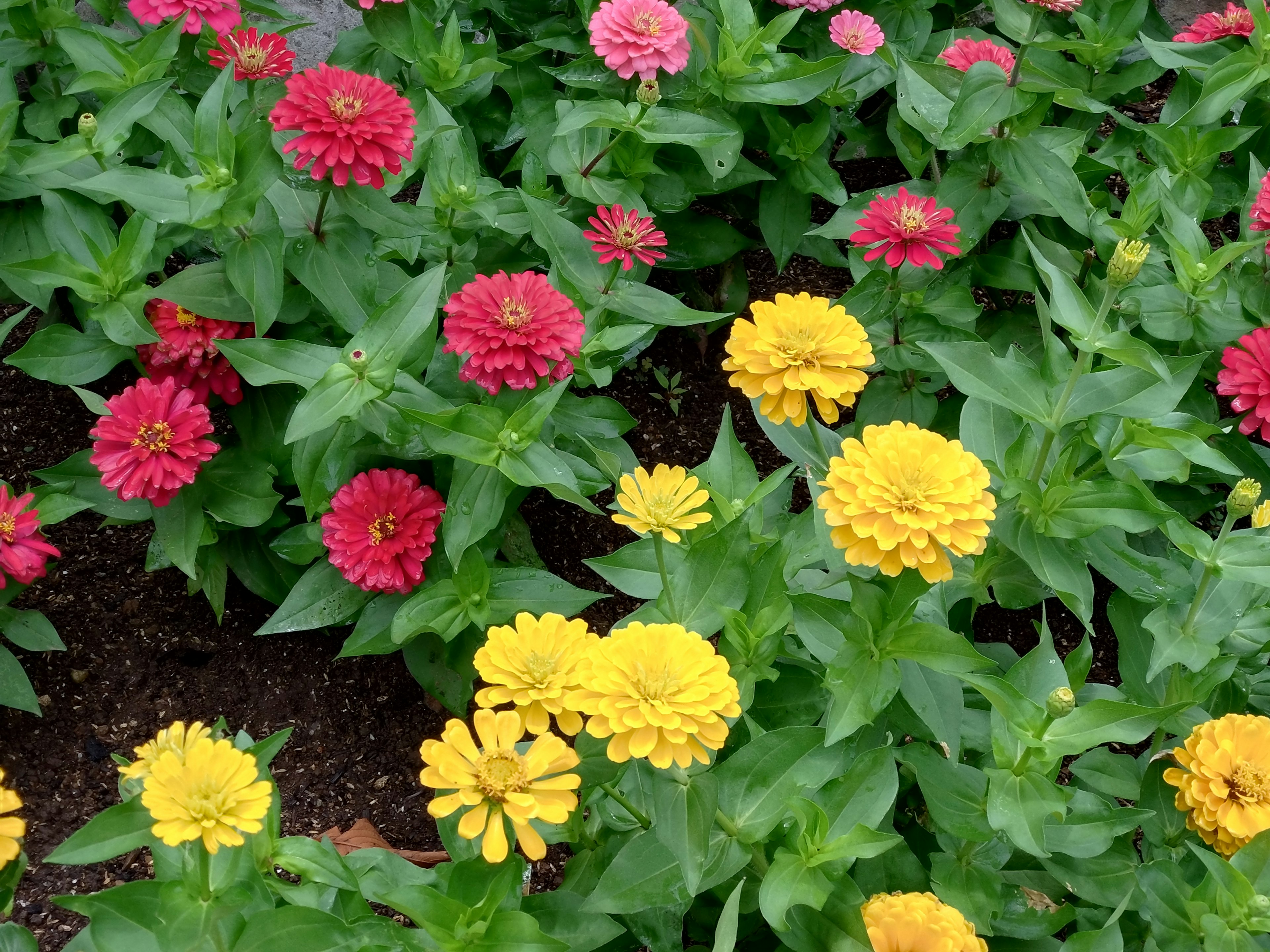 Zinnia flowers in vibrant red and yellow colors among lush green leaves