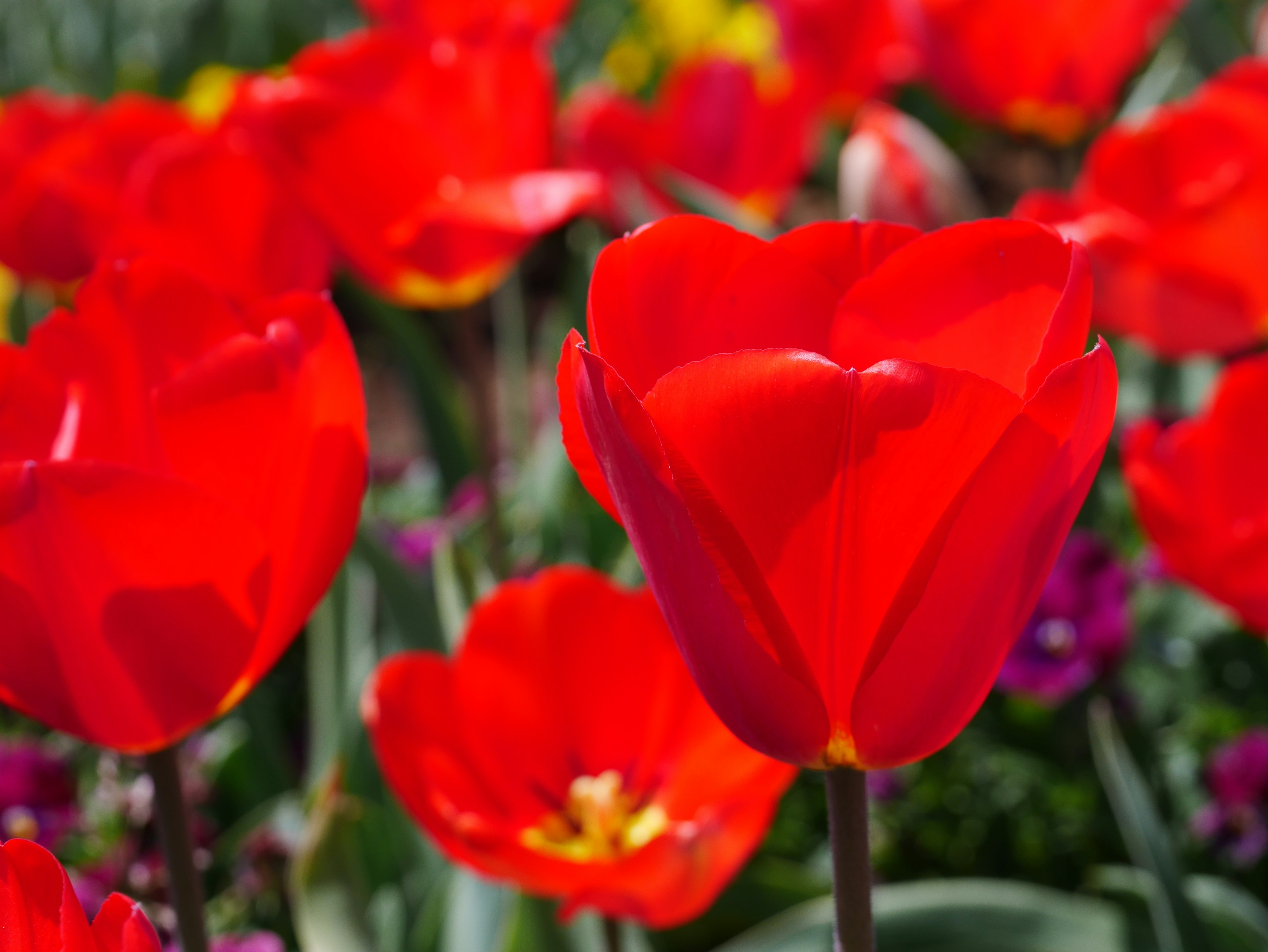 Bunga tulip merah cerah mekar di taman