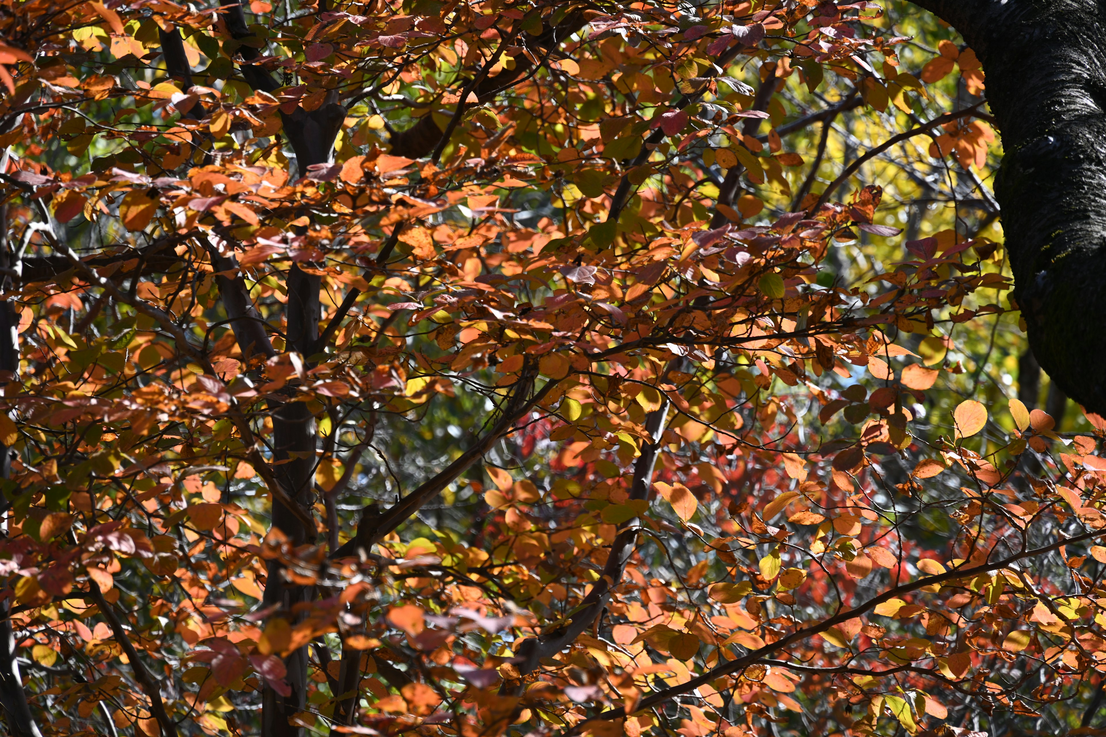 Acercamiento de un árbol con hojas de otoño naranjas y rojas vibrantes