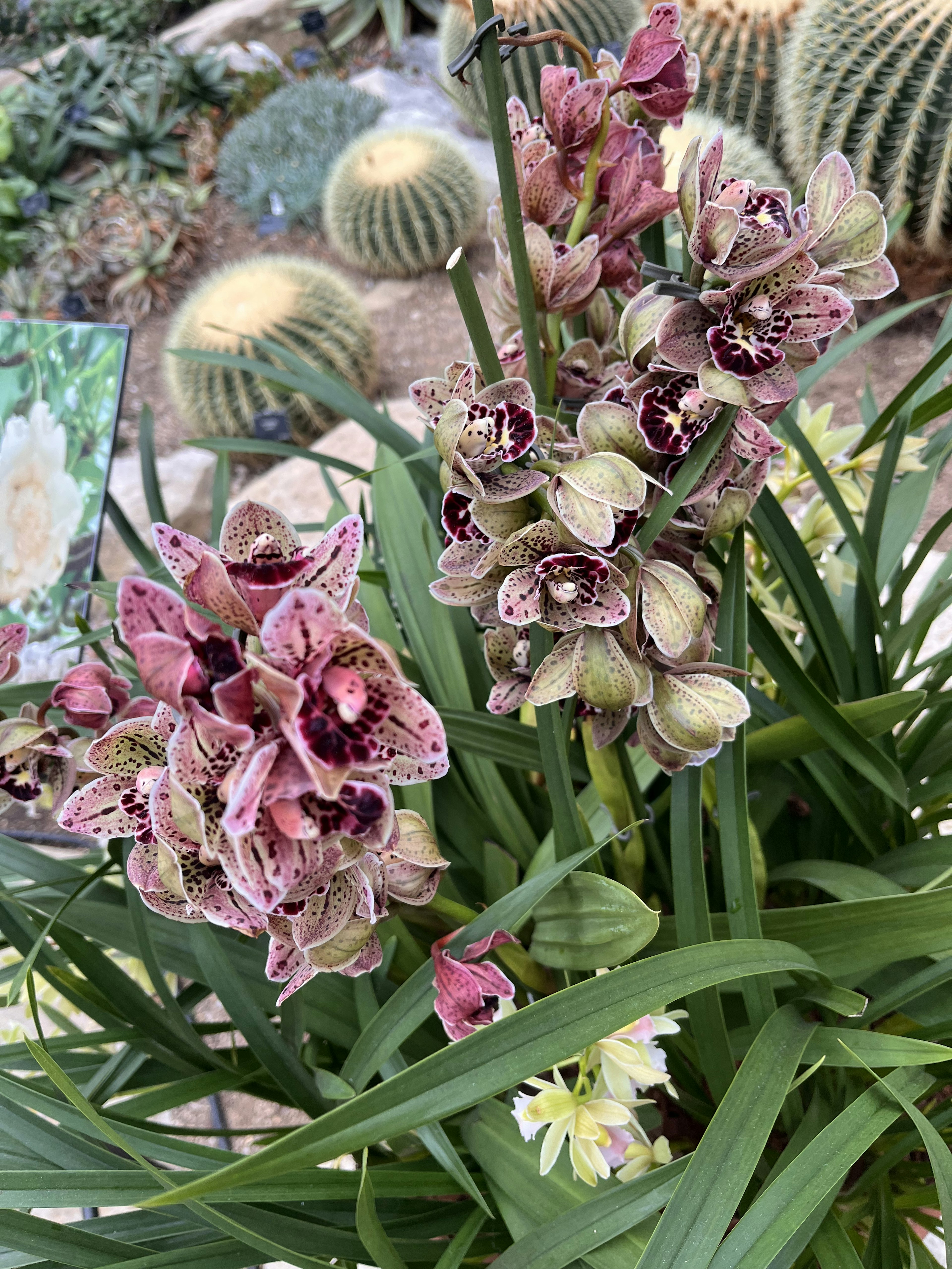 Schöne lila Orchideen mit grünen Blättern