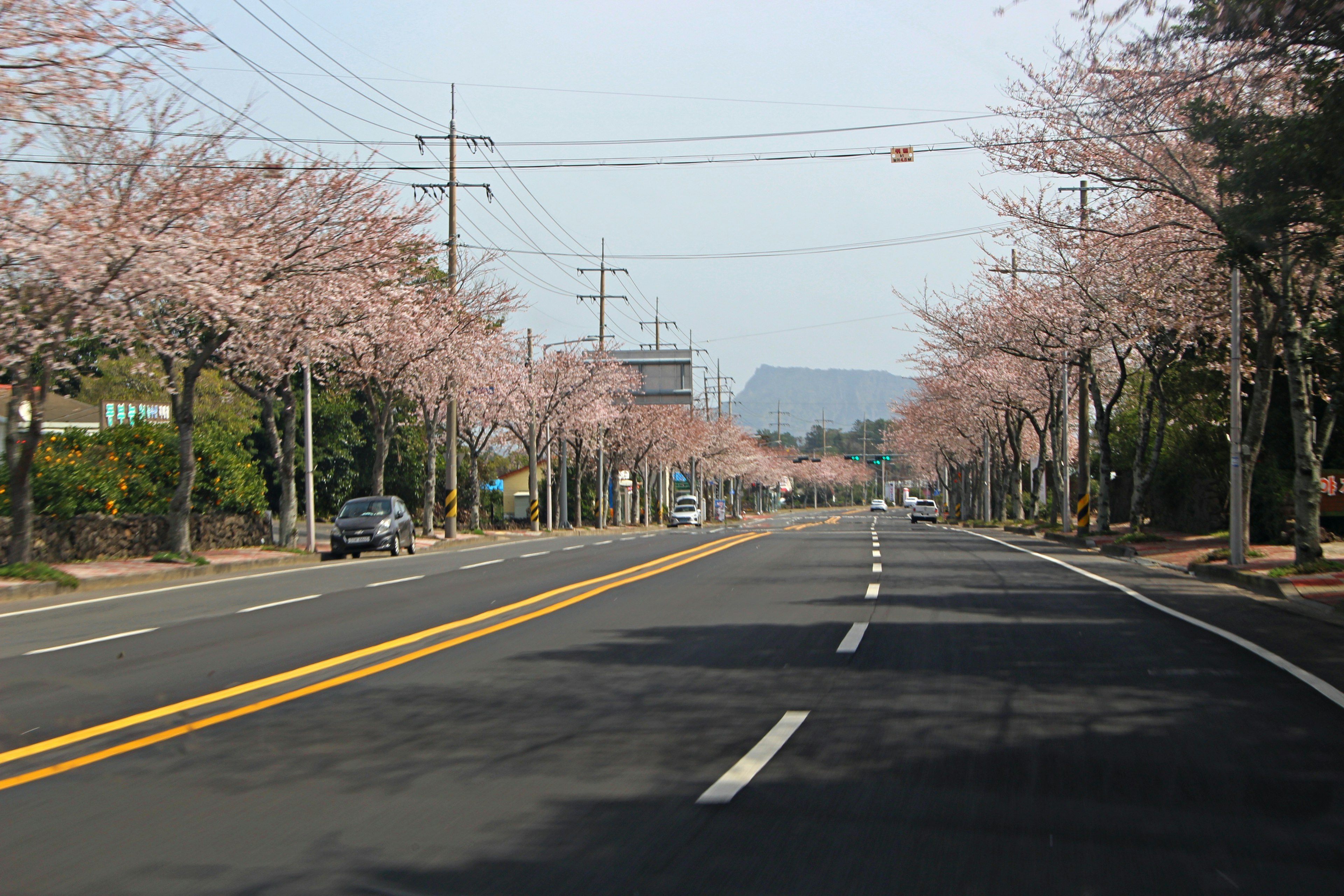 Jalan indah yang dipenuhi pohon cherry blossom