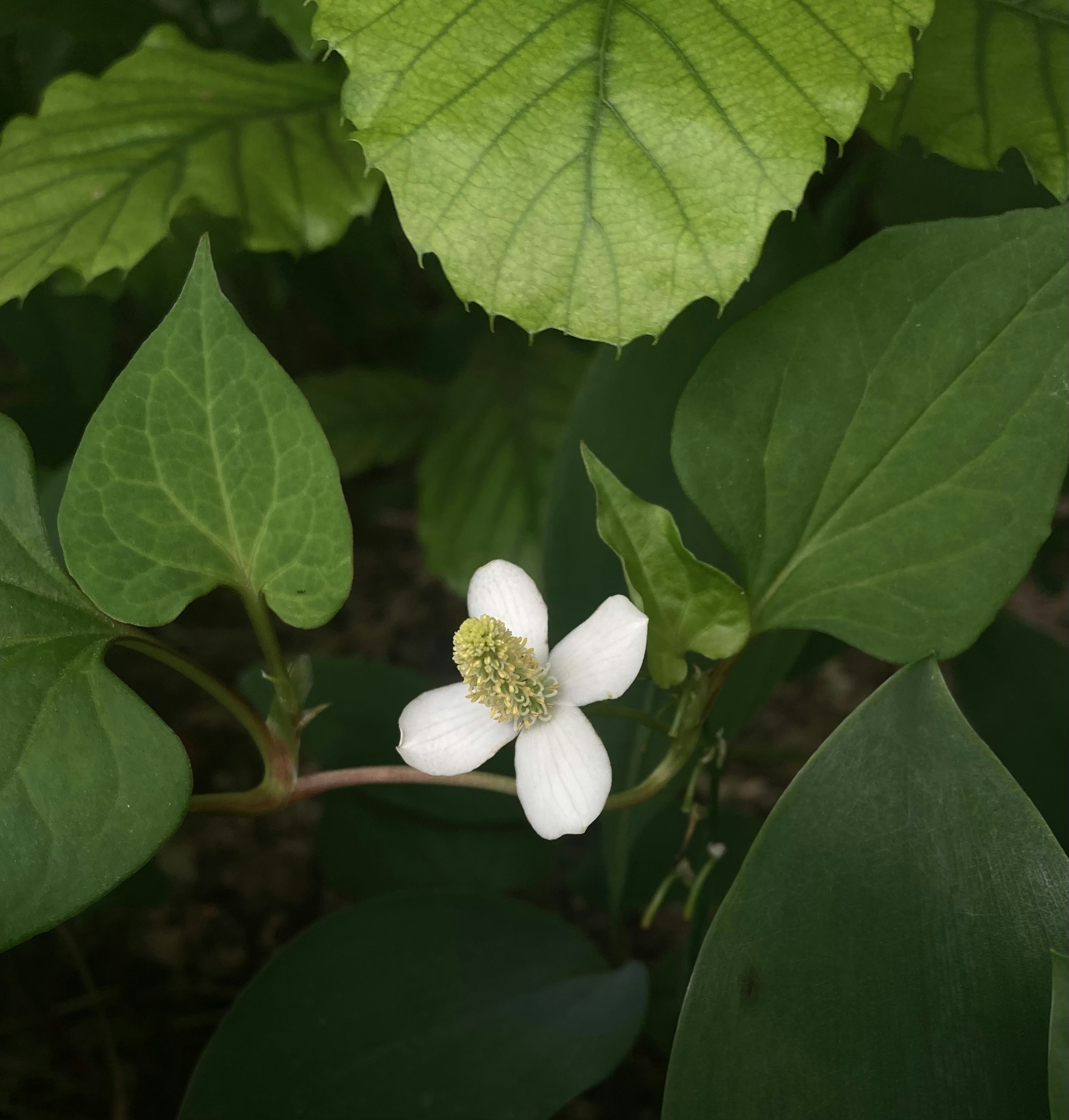 綠葉間綻放的白色花朵特寫