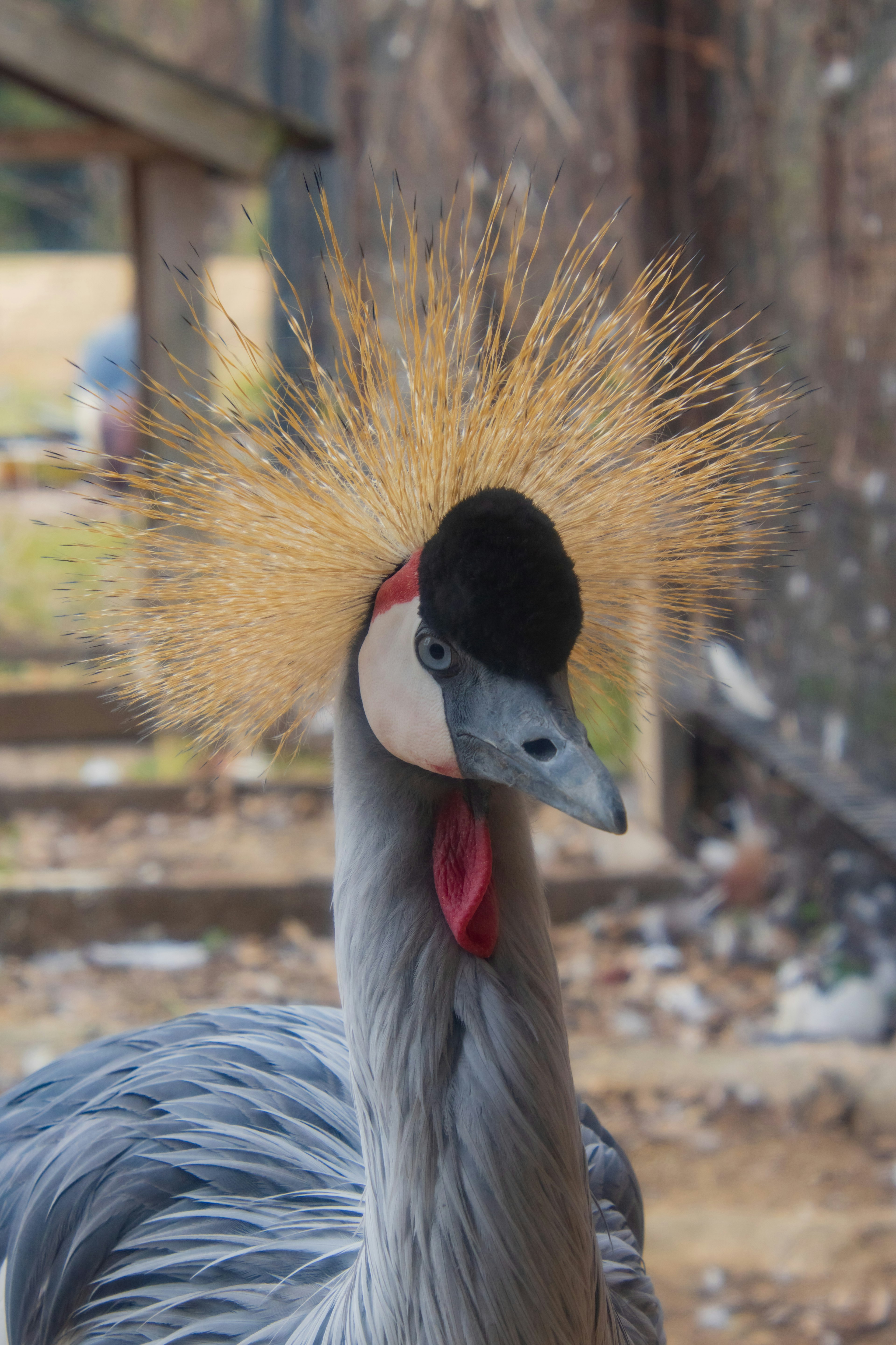 Close-up of a grey crowned crane with distinctive golden feather crown