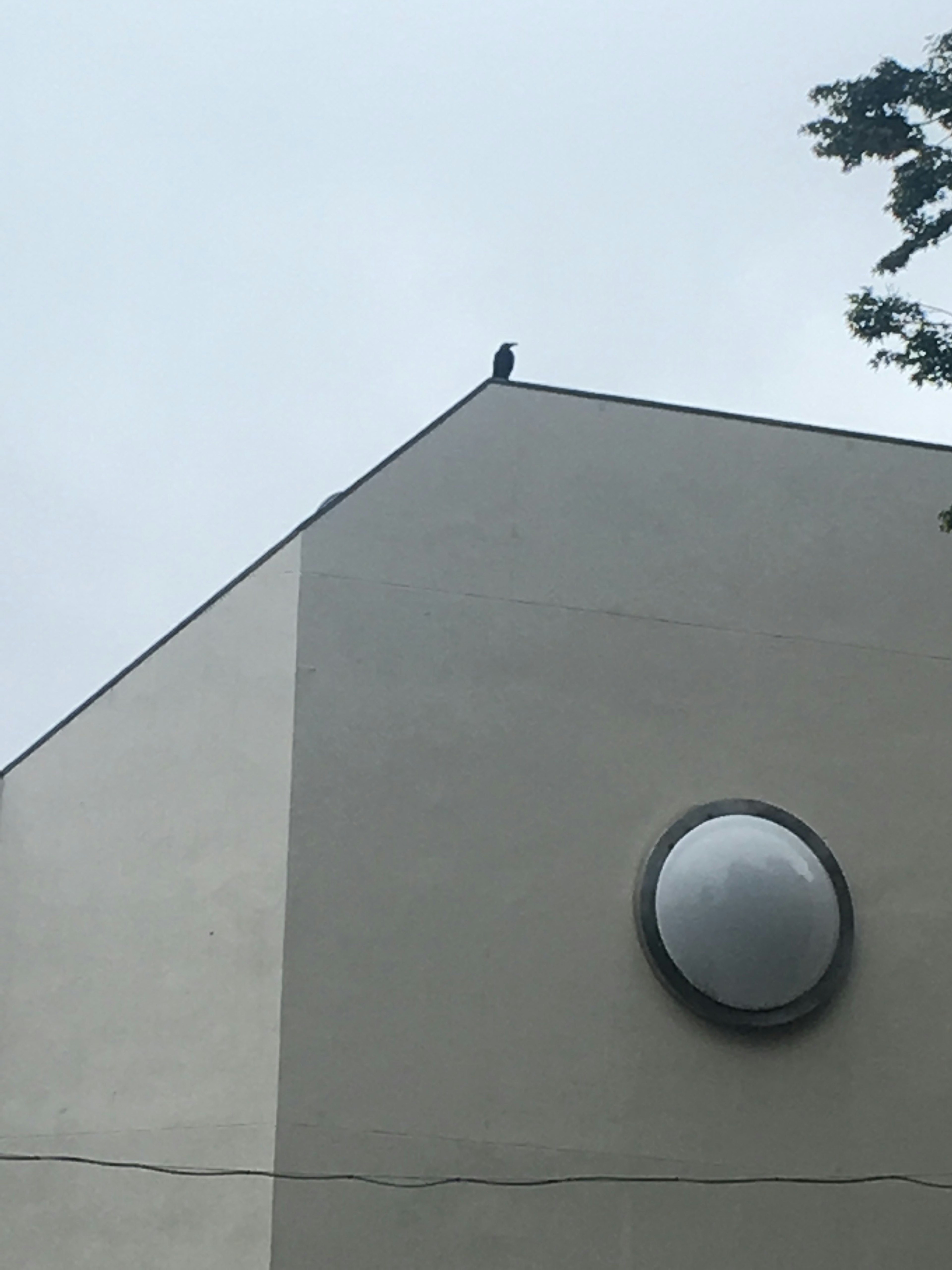 A bird perched on the roof of a building with a round window on a white wall