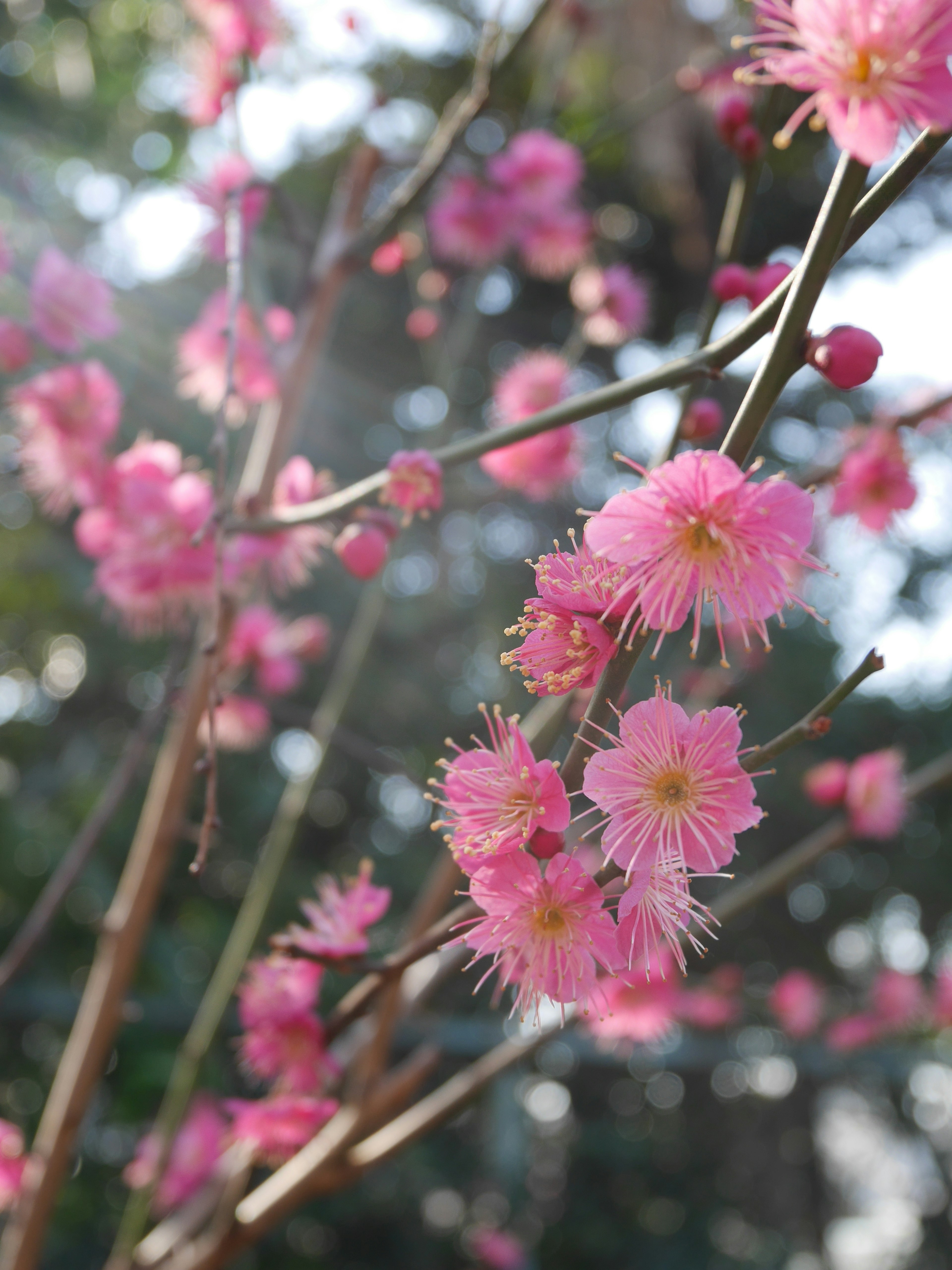 Nahaufnahme von Zweigen mit blühenden rosa Blumen