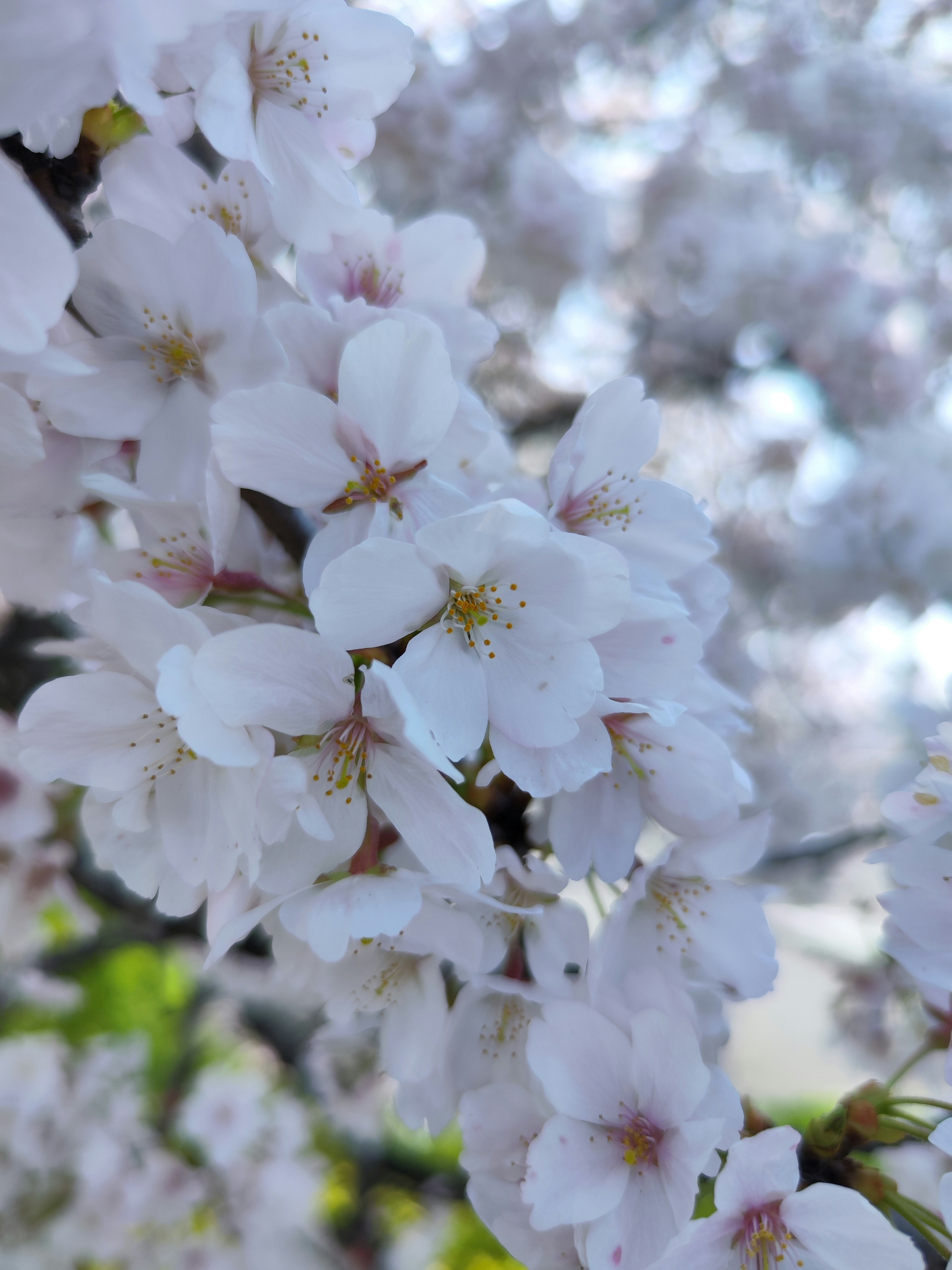 Kedekatan bunga sakura di cabang