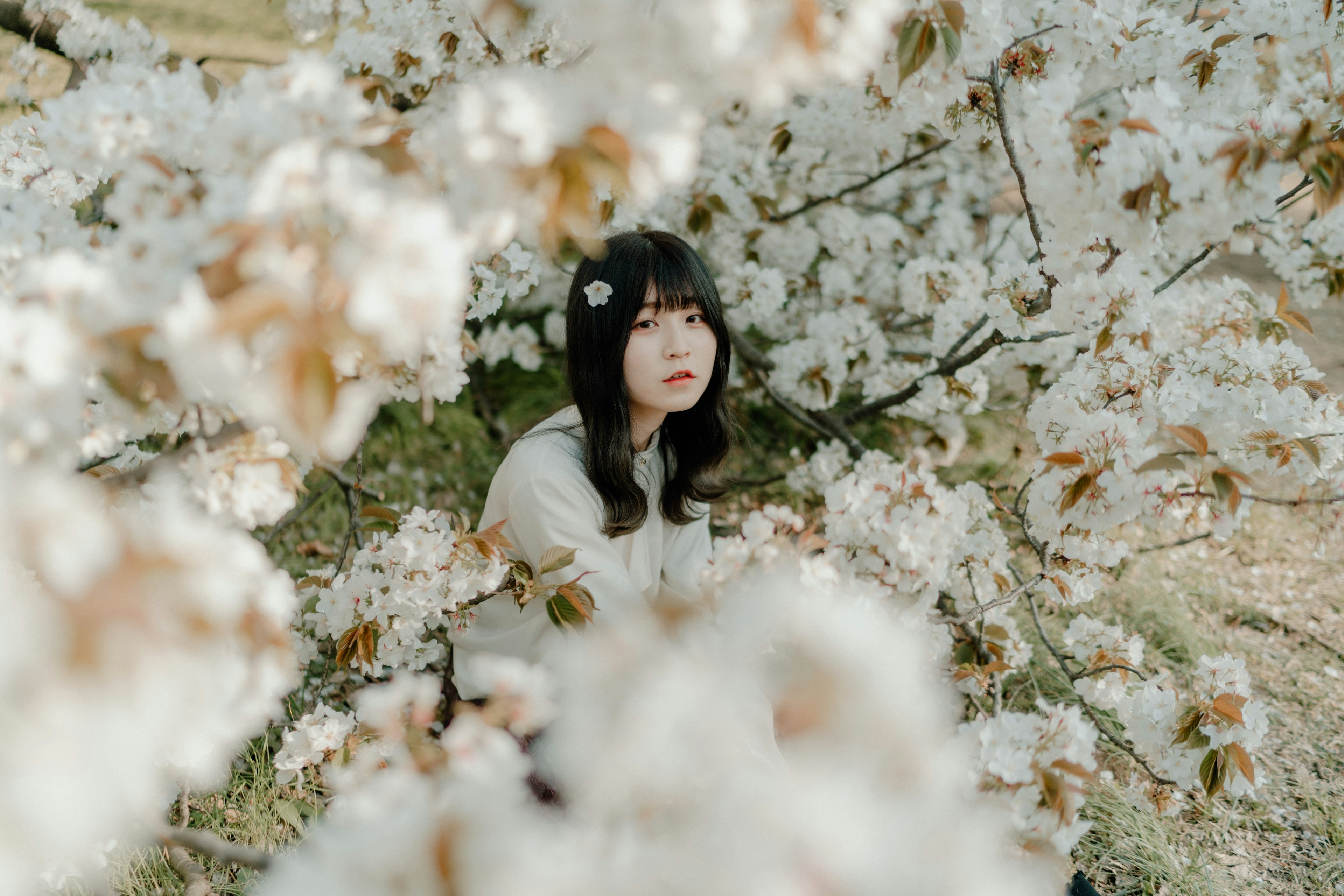 Portrait d'une fille encadrée par des fleurs de cerisier blanches