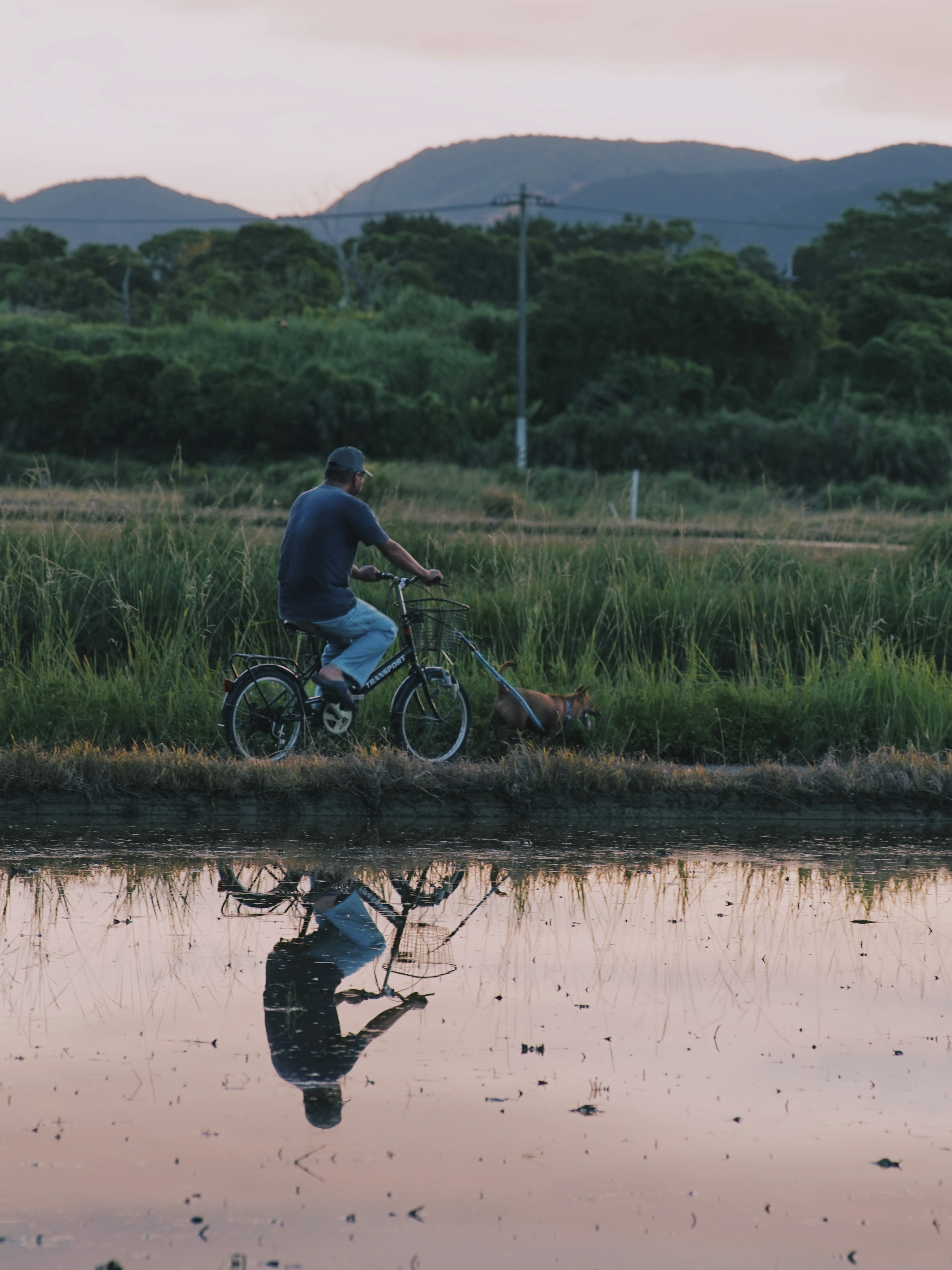 Hombre montando una bicicleta junto a un campo de arroz con reflejo