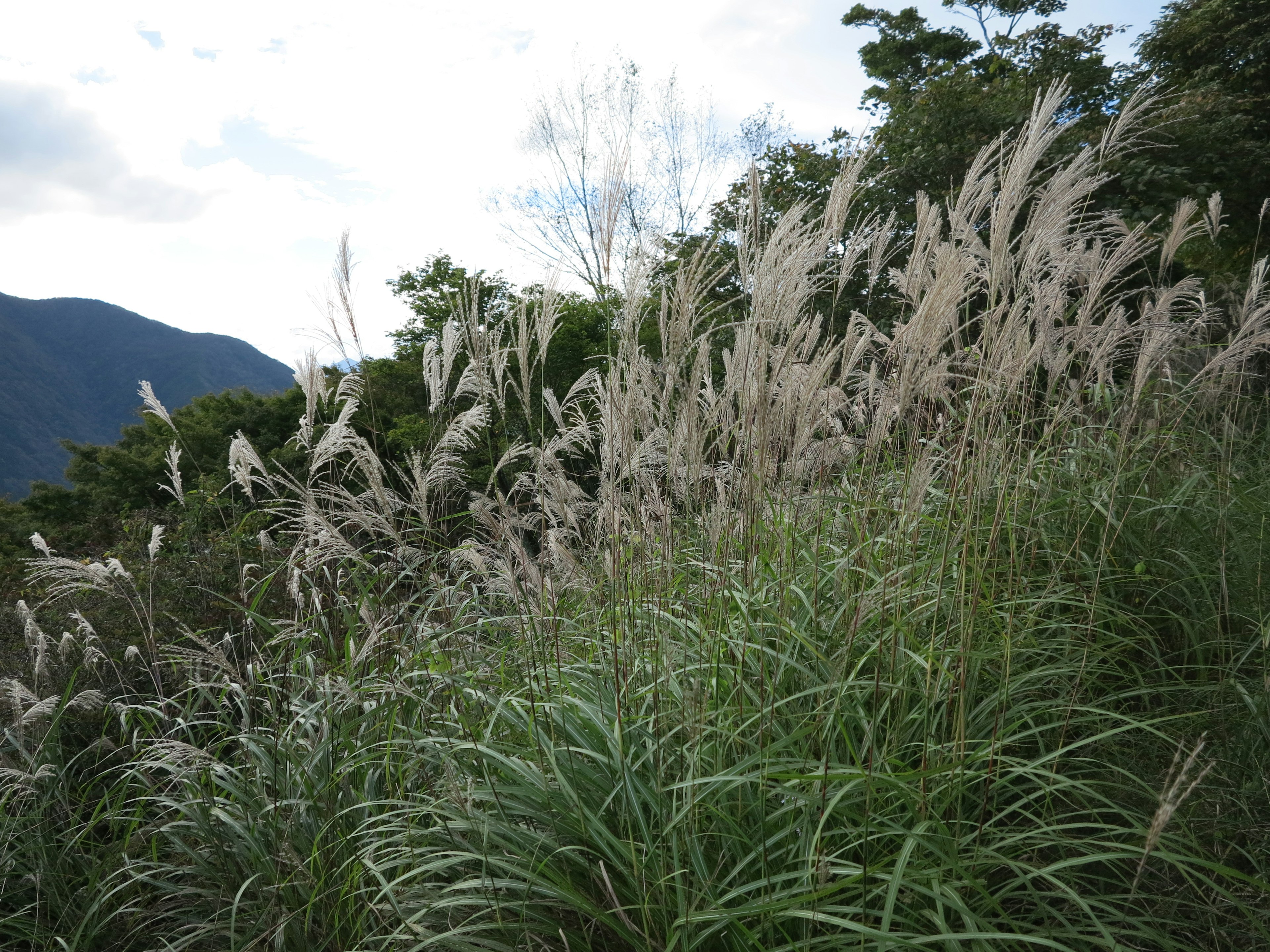 Pemandangan rumput tinggi dengan bunga putih berbulu