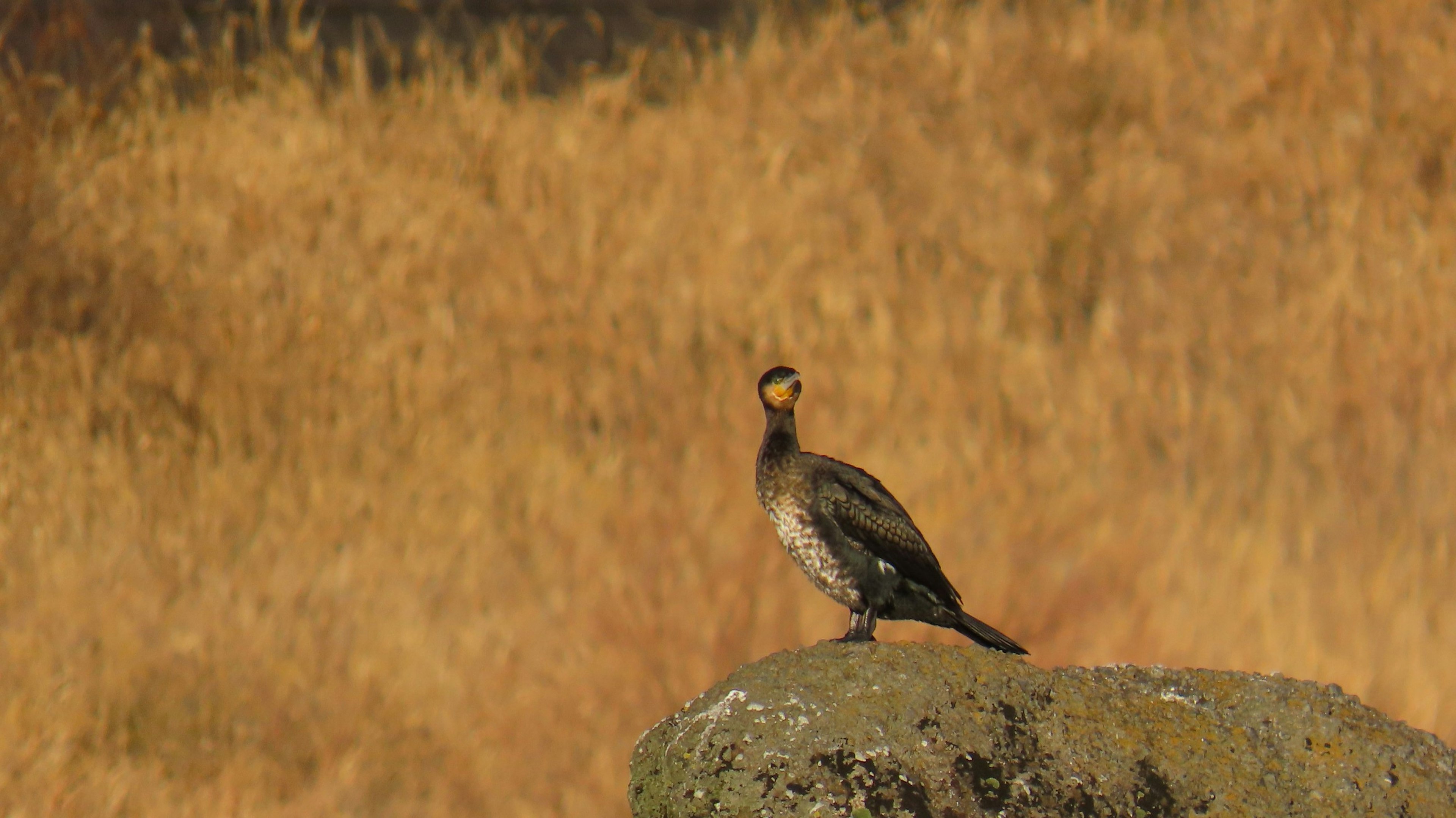 Kormoran steht auf einem Felsen mit goldener Graslandschaft im Hintergrund