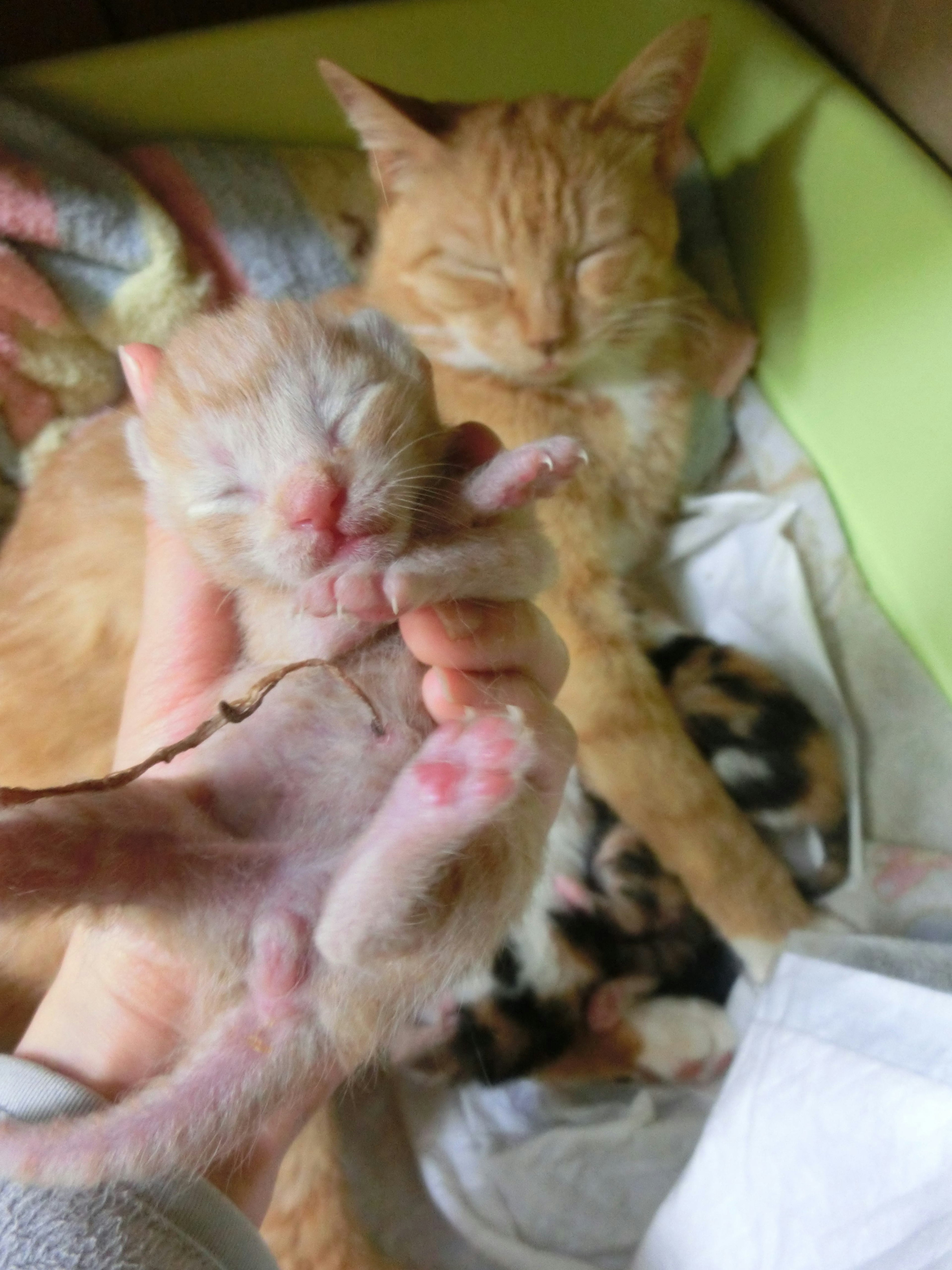 An orange cat sleeping with its kitten in a cozy setting