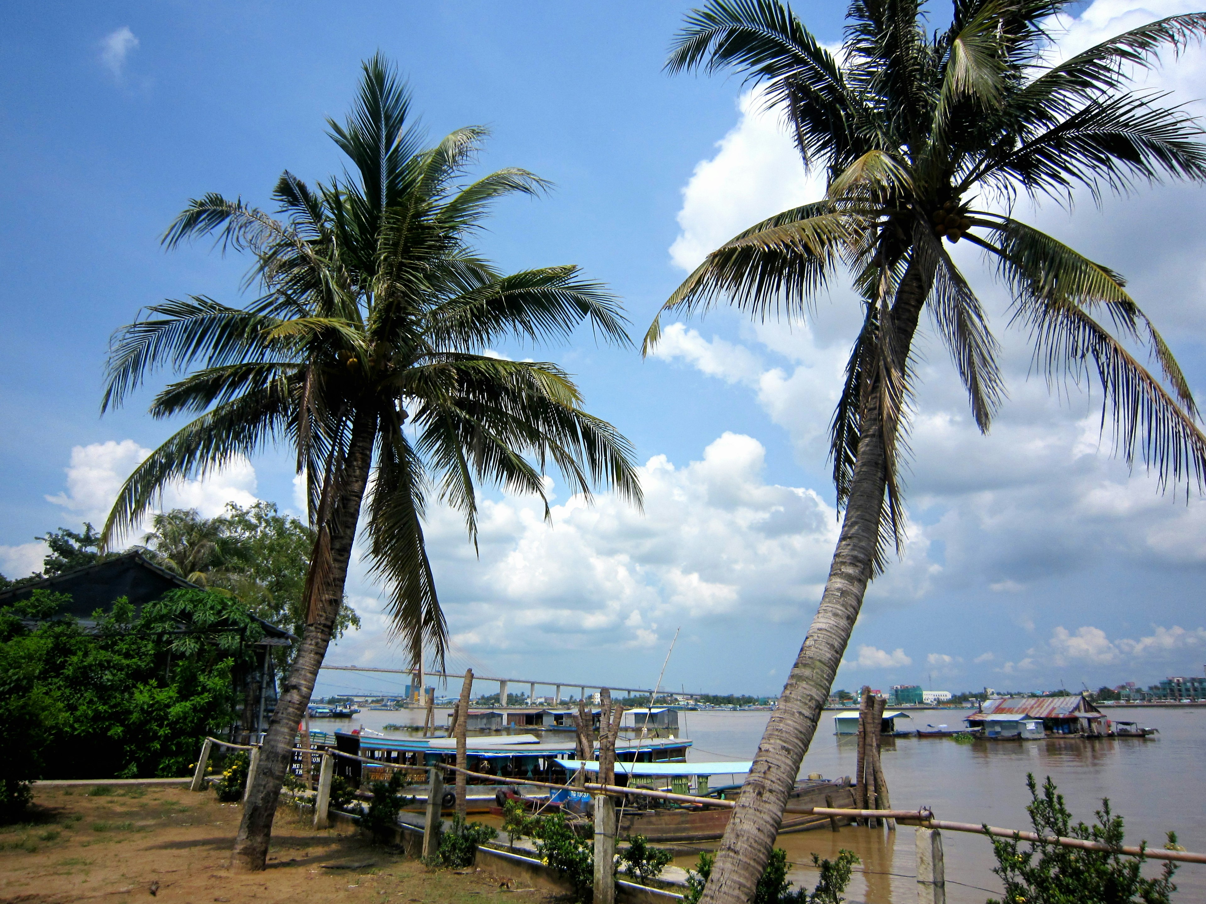 Palm trees beside a river under a blue sky with white clouds