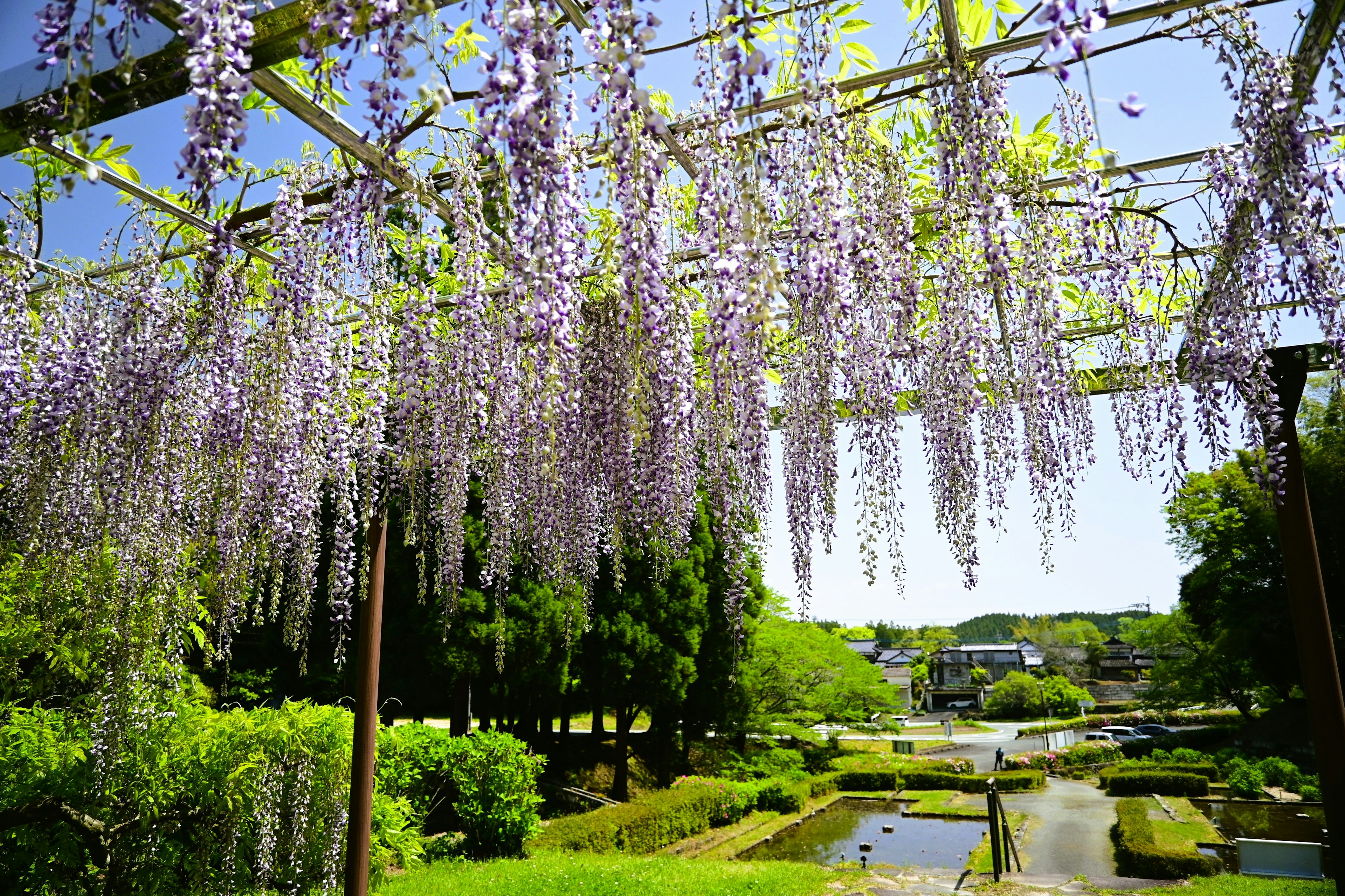 紫色の藤の花が咲く庭の風景