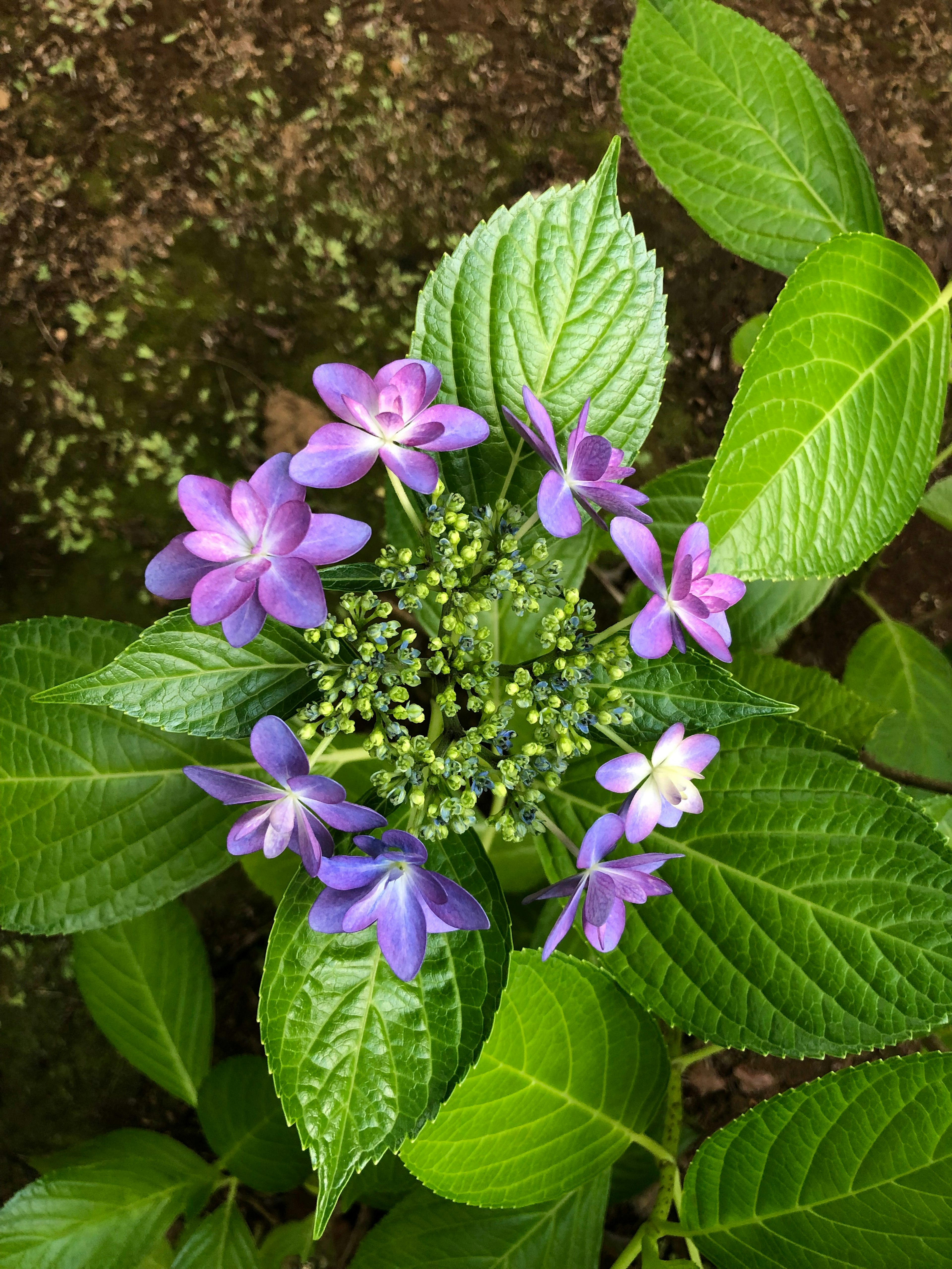 Draufsicht auf eine Pflanze mit lila Blüten und grünen Blättern