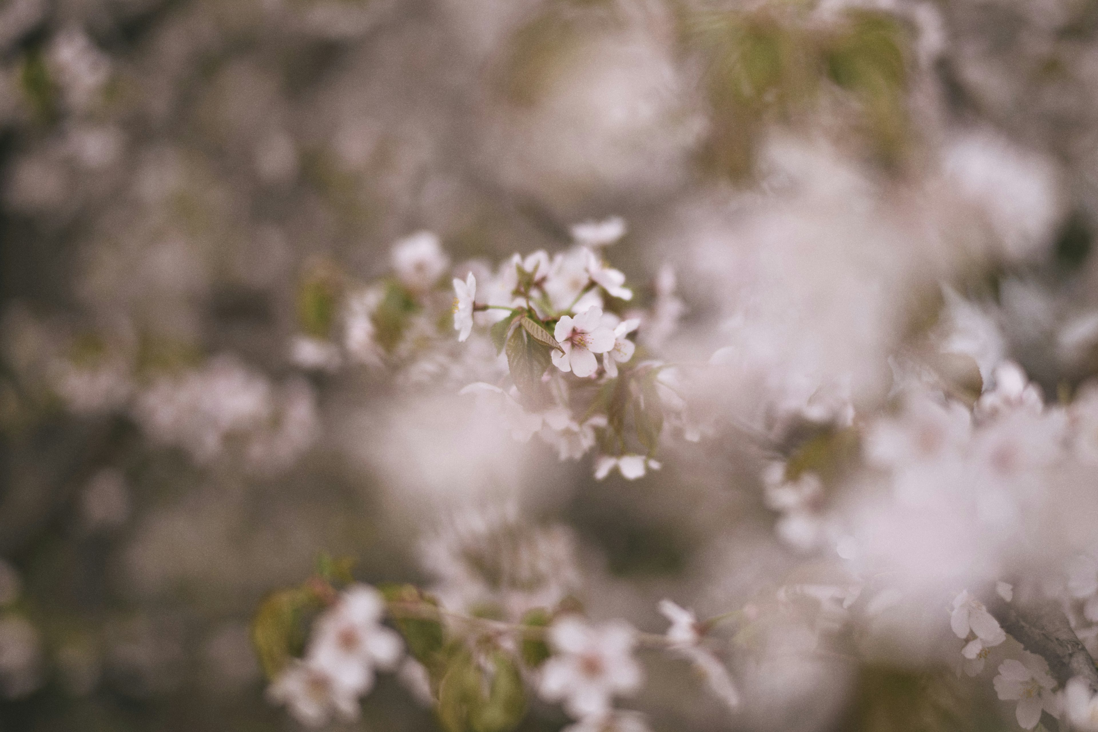 Fleurs aux couleurs douces avec un fond flou