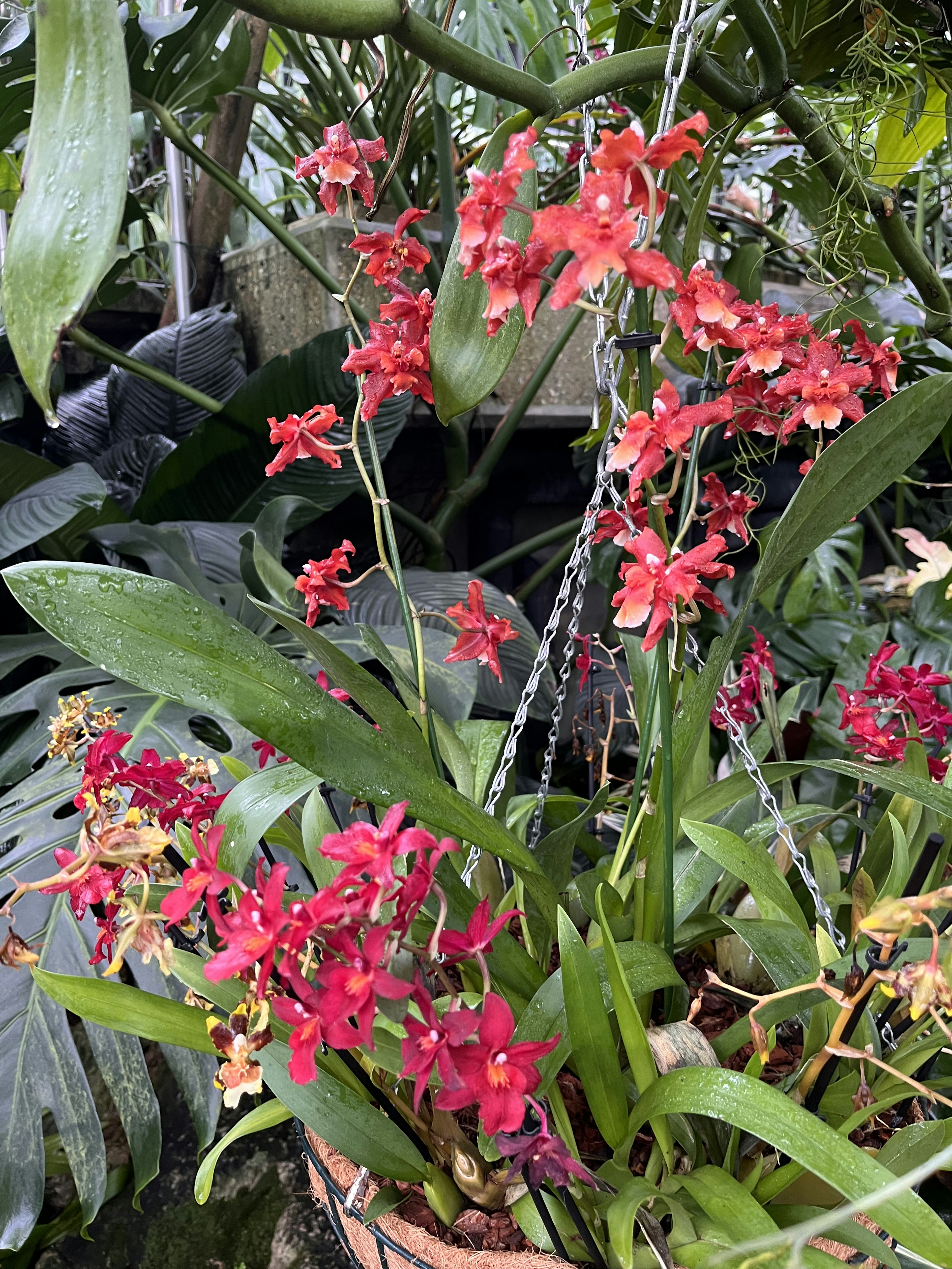 Close-up bunga anggrek merah dengan latar belakang daun hijau subur