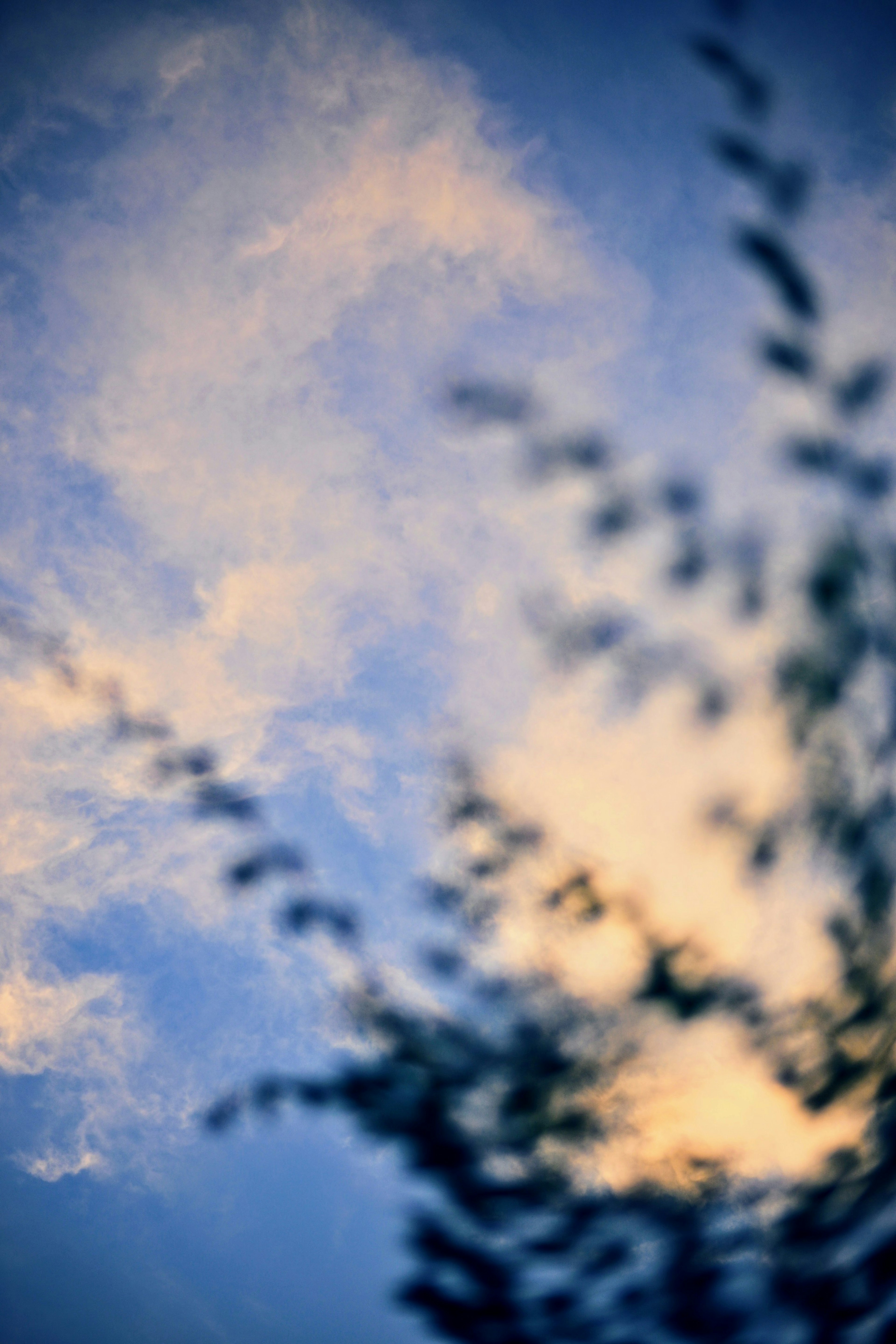 Silueta borrosa de hojas contra un cielo azul suave con nubes tenues