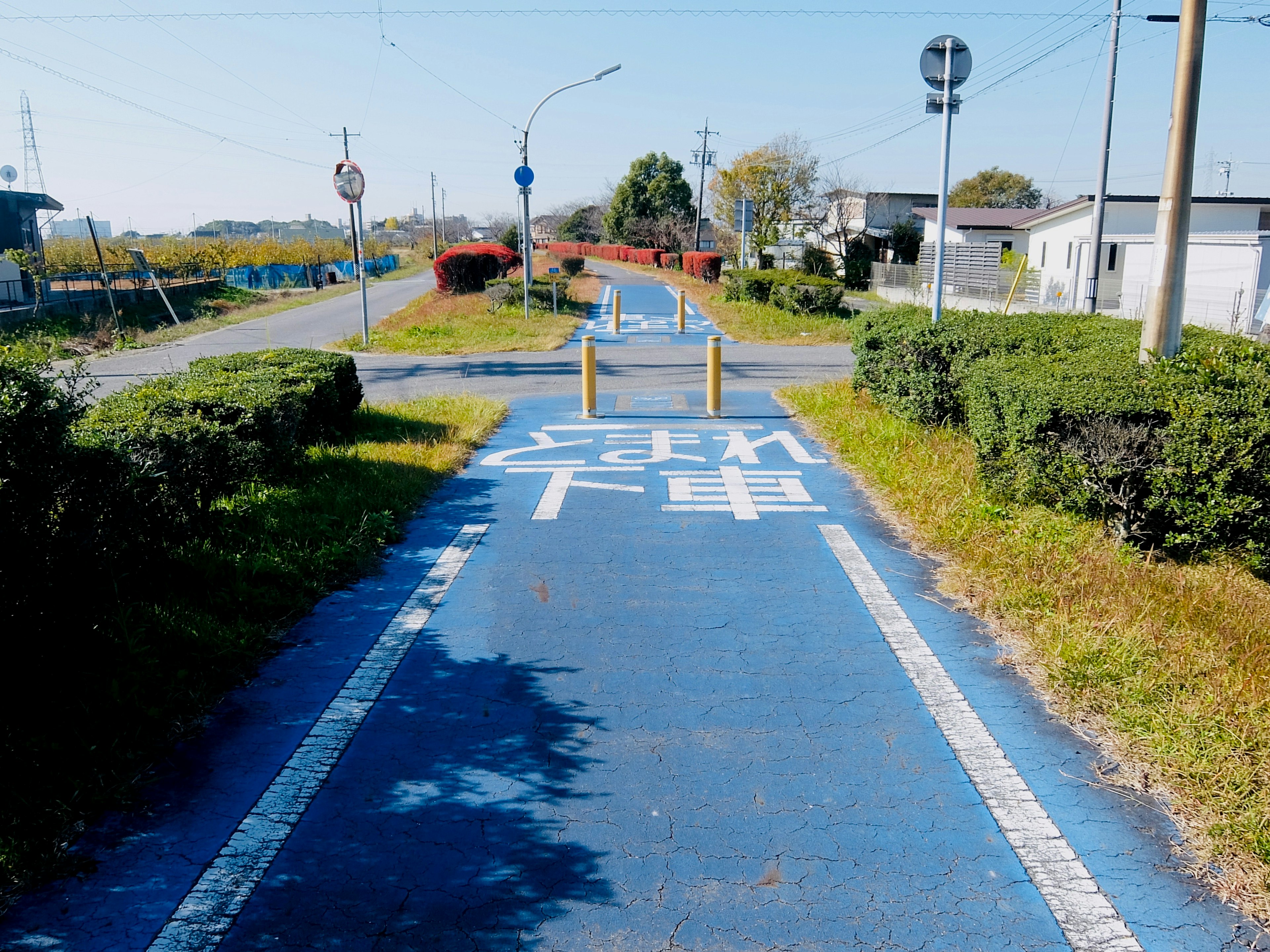 Blauer Radweg mit umliegenden grünen Hecken