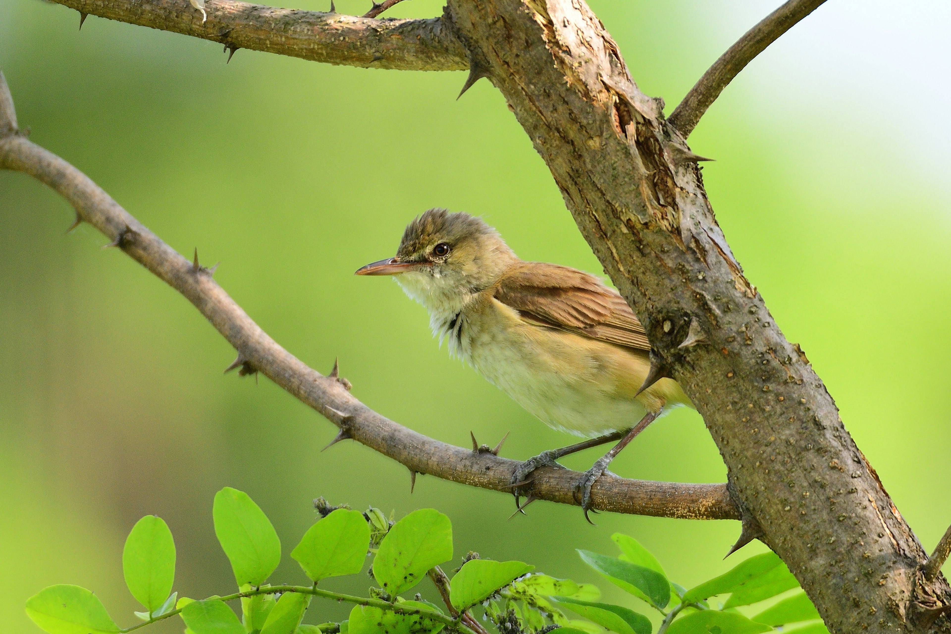 小さな鳥が枝に止まっている緑の背景の画像