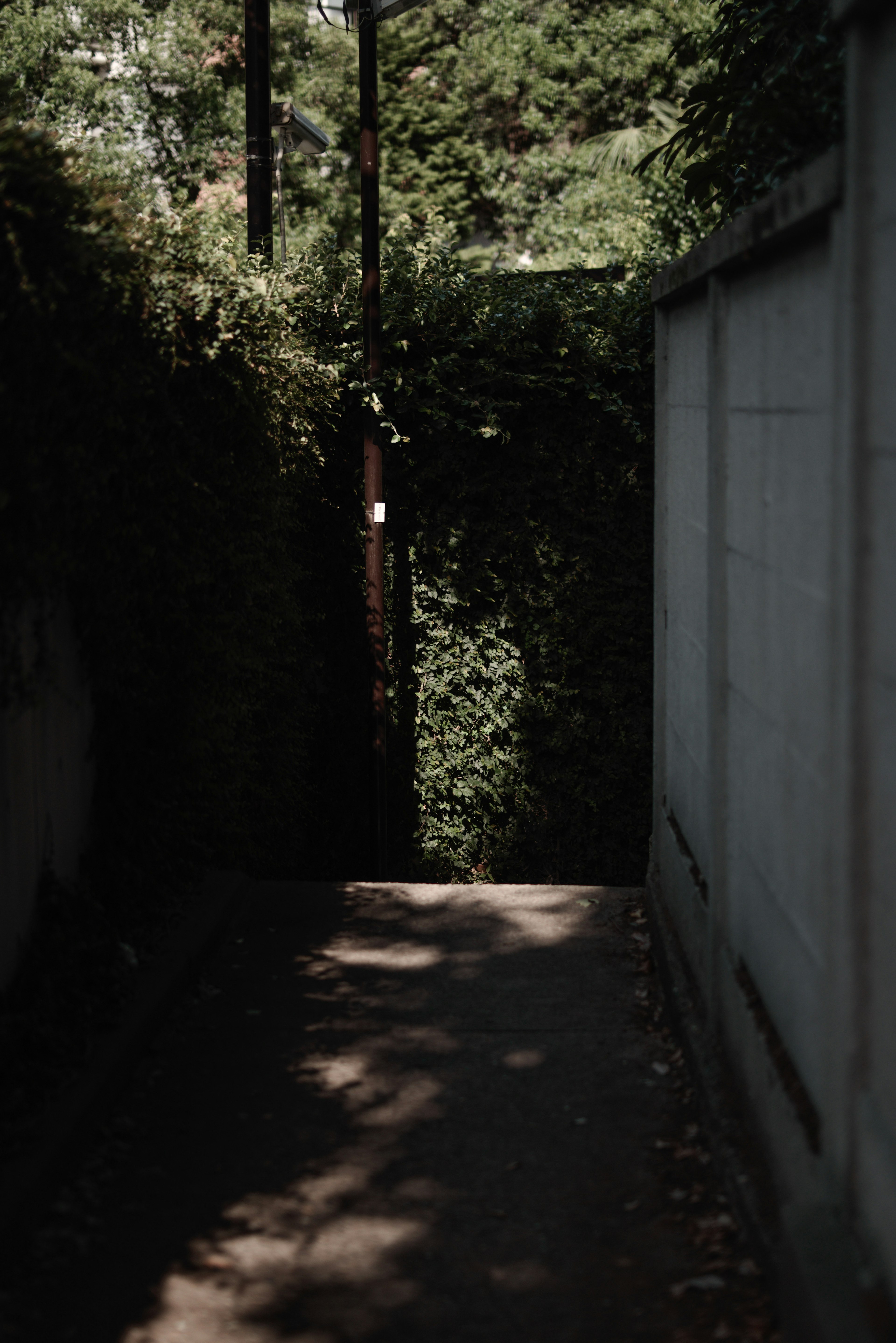 Narrow pathway surrounded by greenery with shadowed pavement