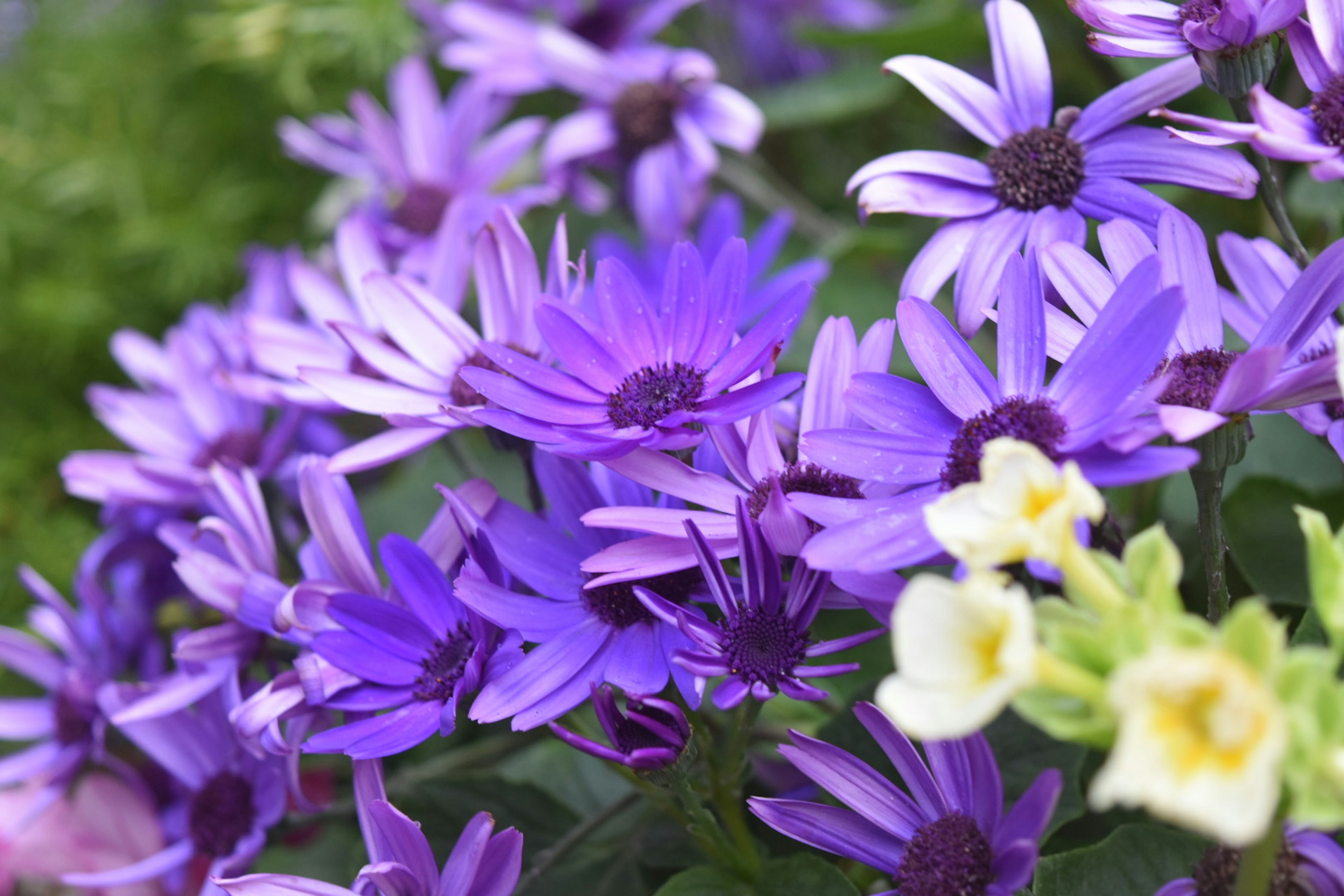 紫色の花々が咲いている風景 いくつかの白い花がアクセントになっている