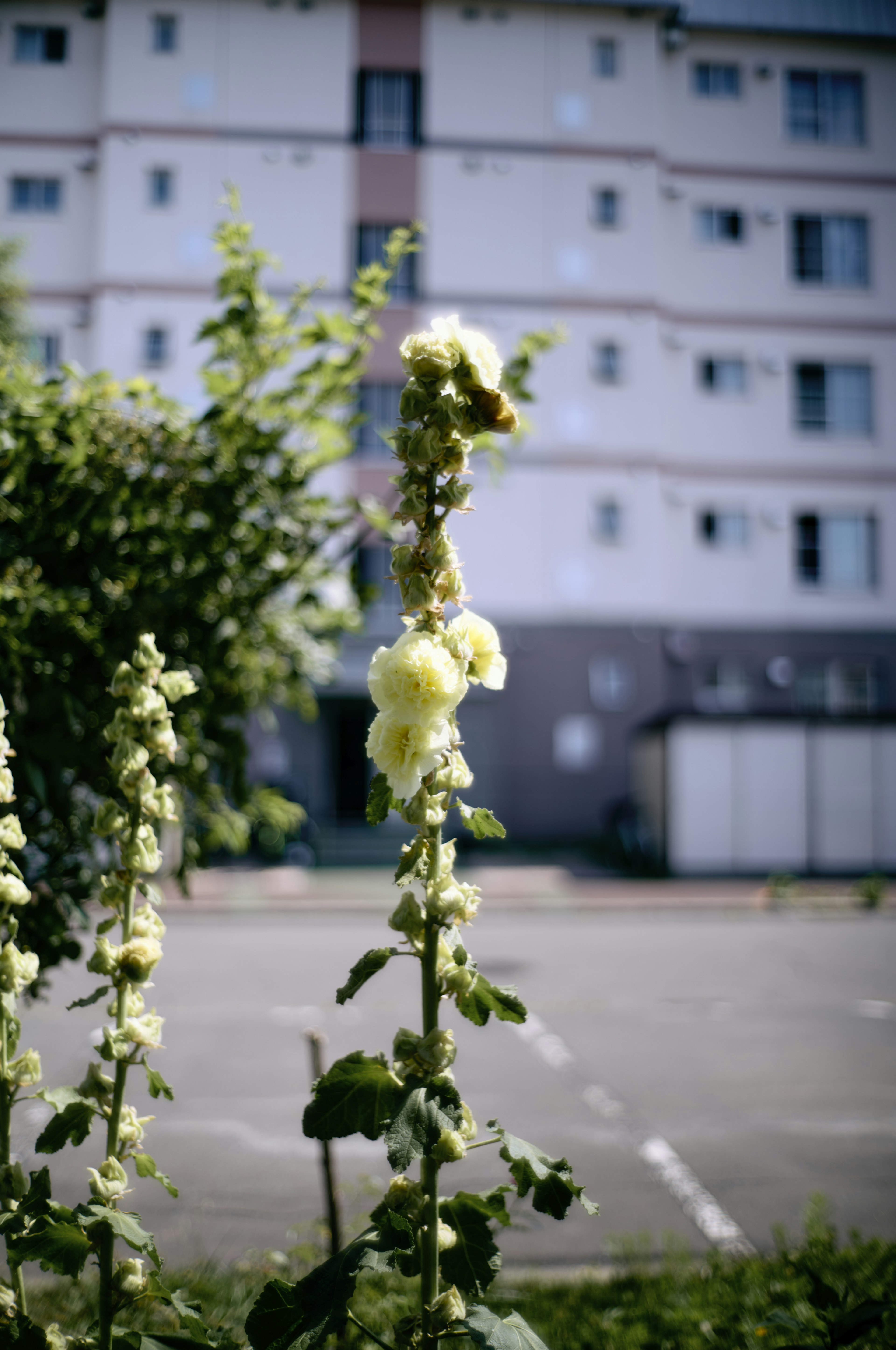 Planta de malva con flores blancas y un edificio de apartamentos al fondo