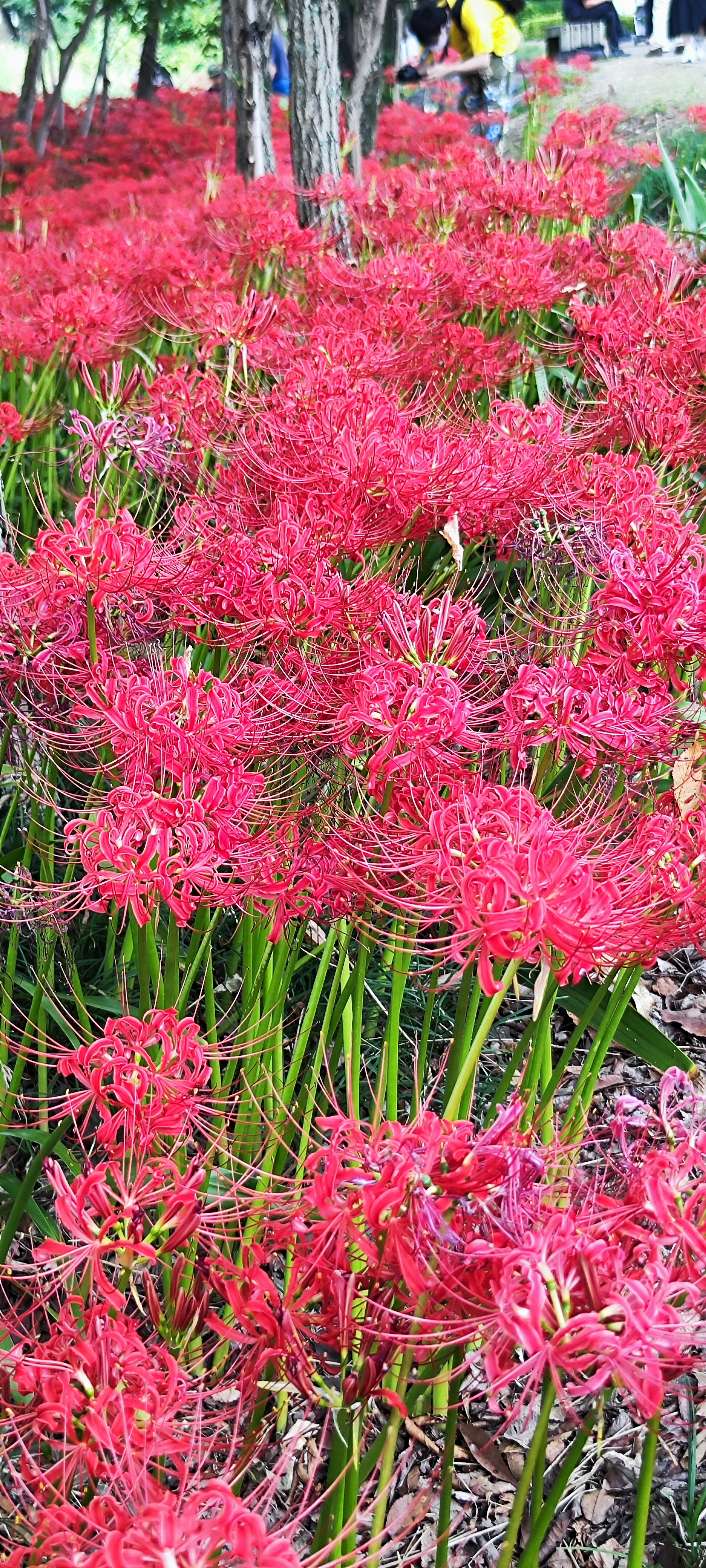 Lys araignées rouges vibrants en fleurs dans un jardin