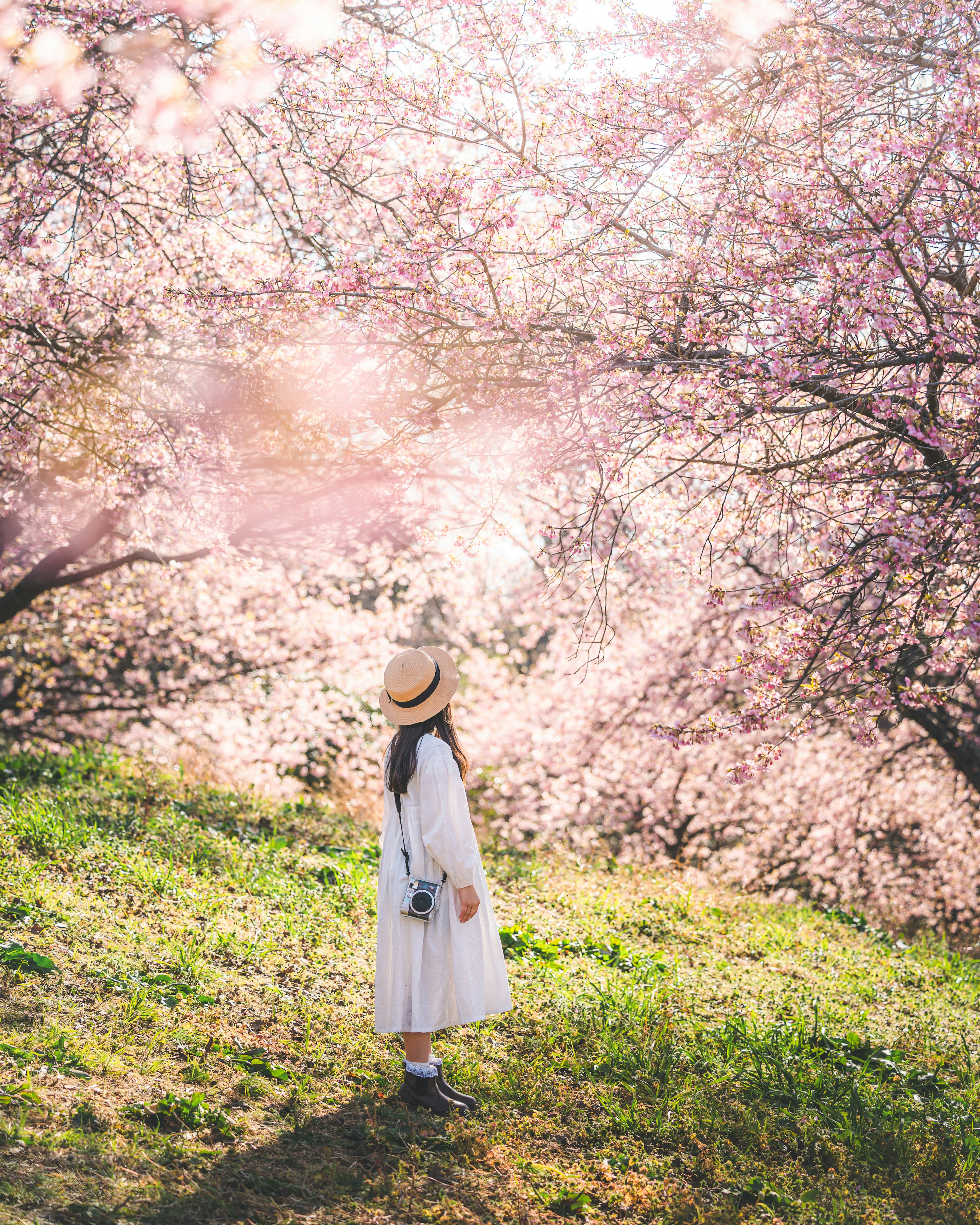 Donna in abito bianco e cappello che sta sotto alberi di ciliegio in fiore