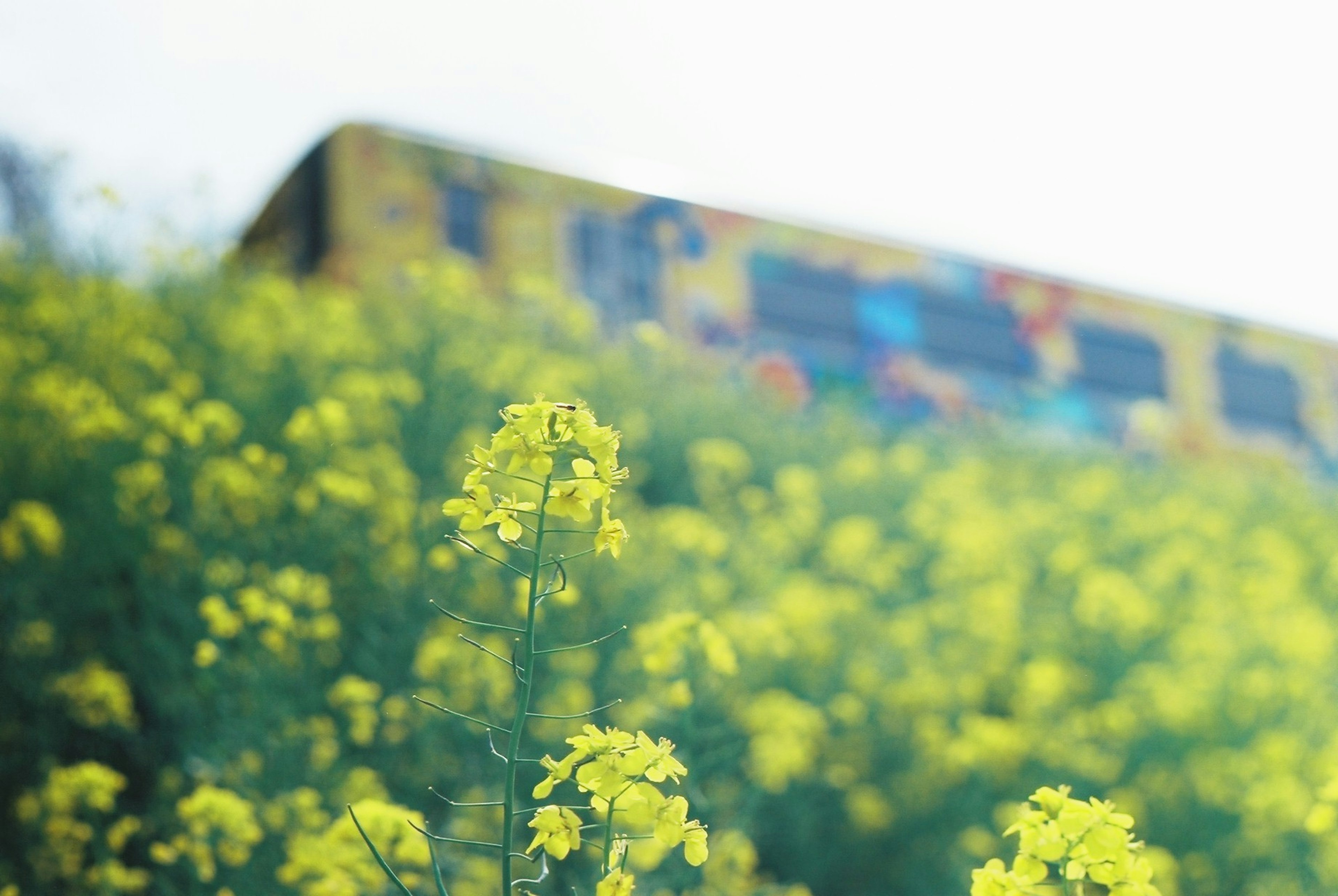 黄色の花が咲く風景の中にぼんやりとしたバスが見える