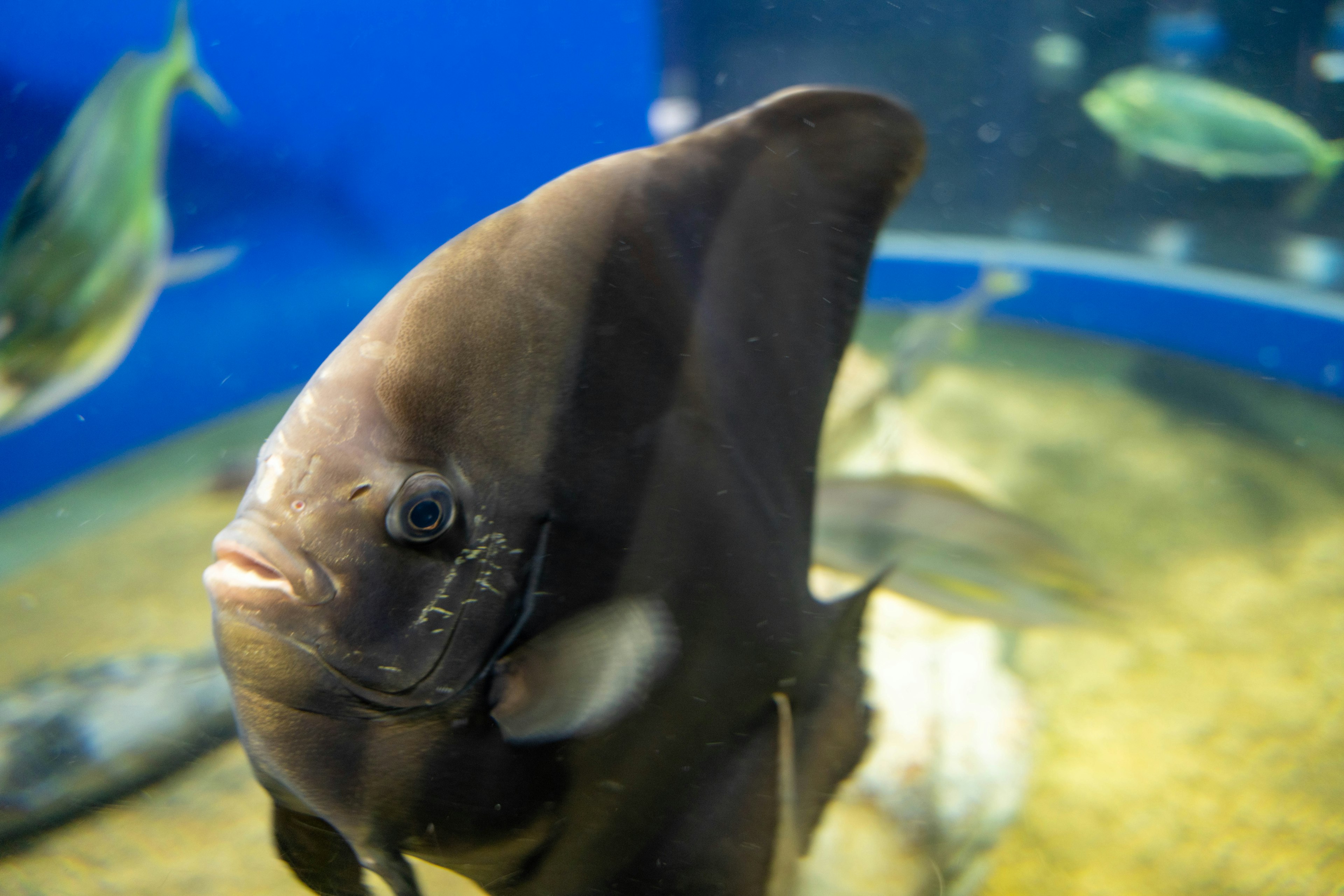 A black fish swimming in an aquarium