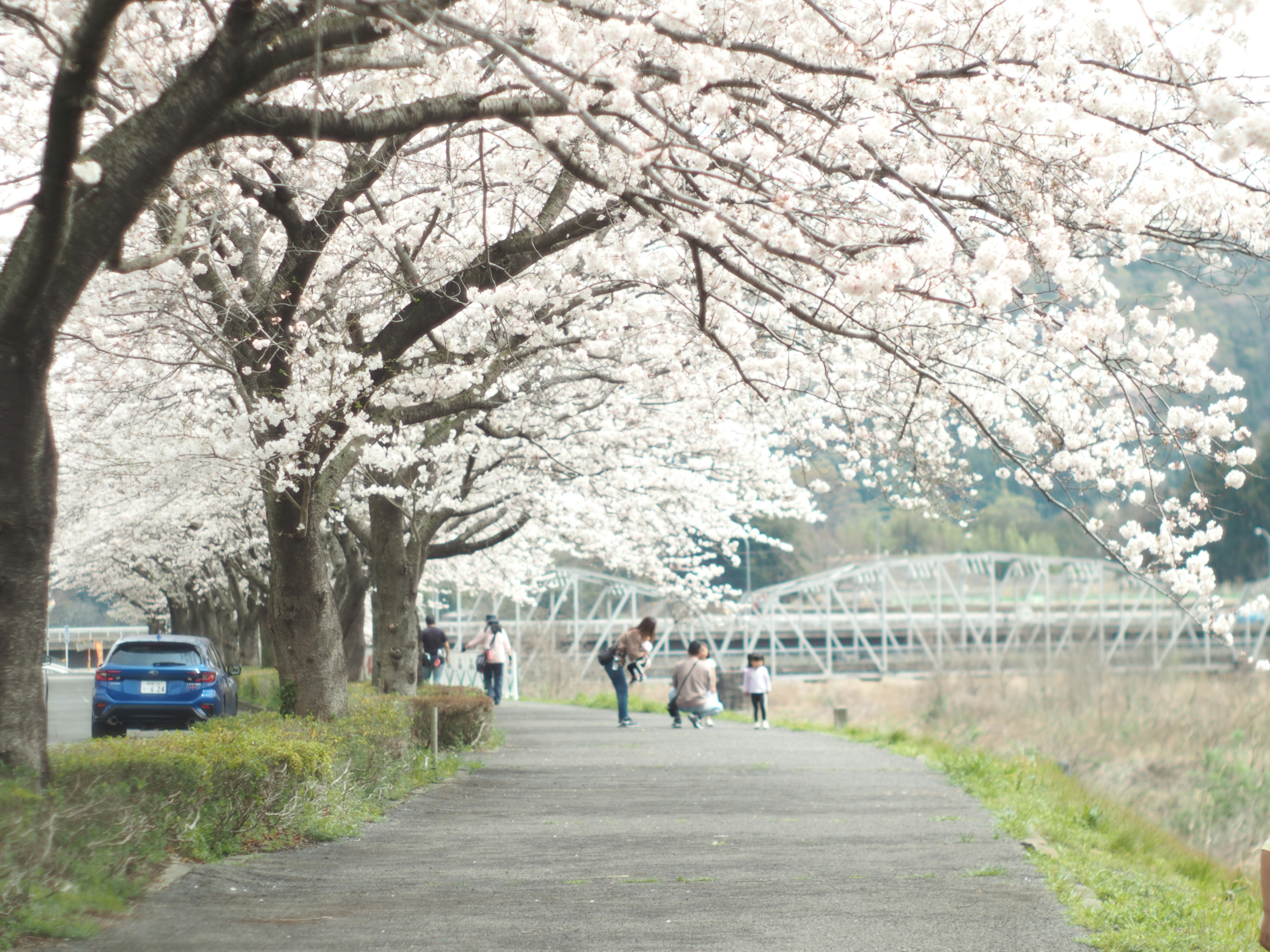 People walking along a cherry blossom tree-lined path