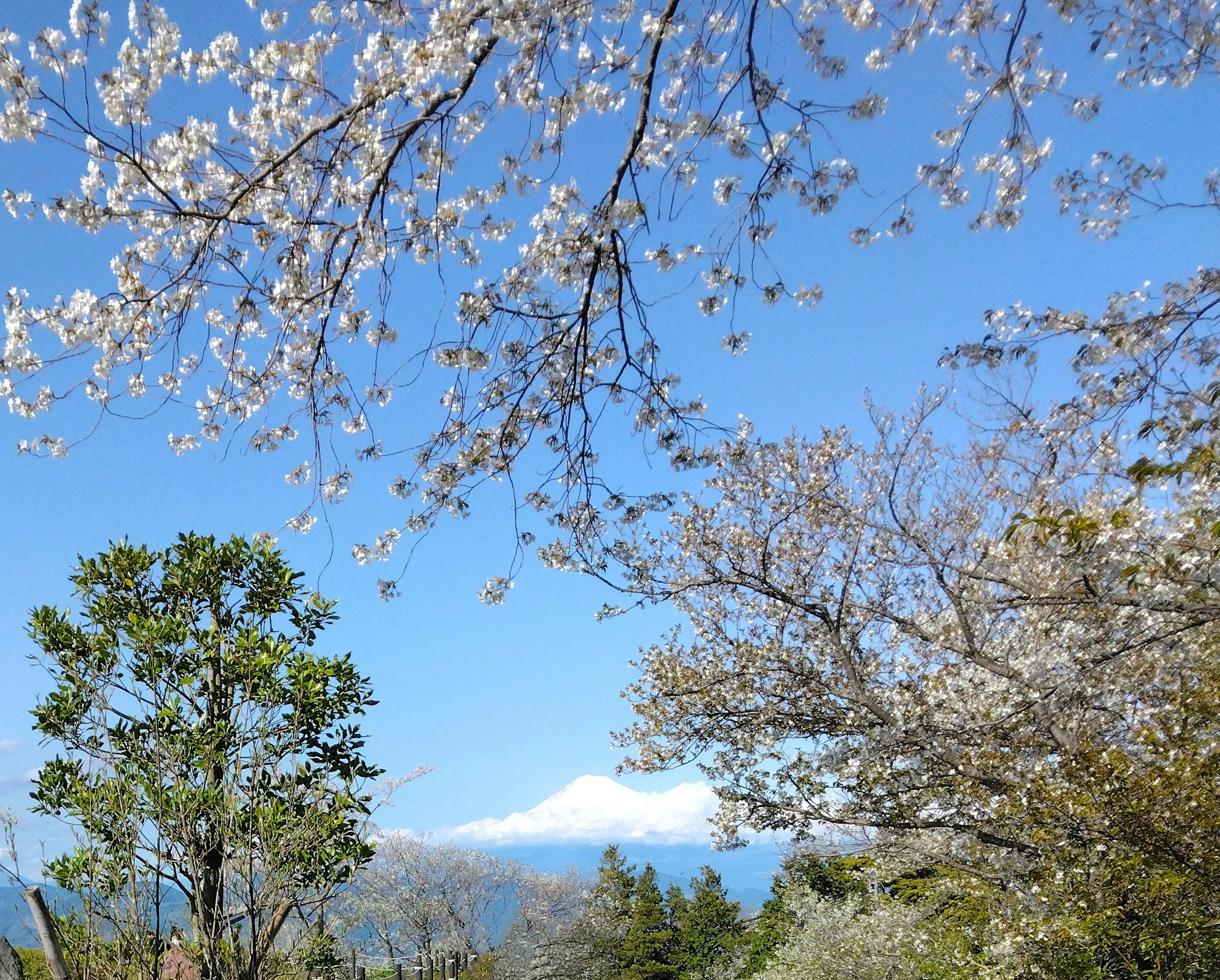 櫻花盛開在晴朗的藍天上，背景是富士山