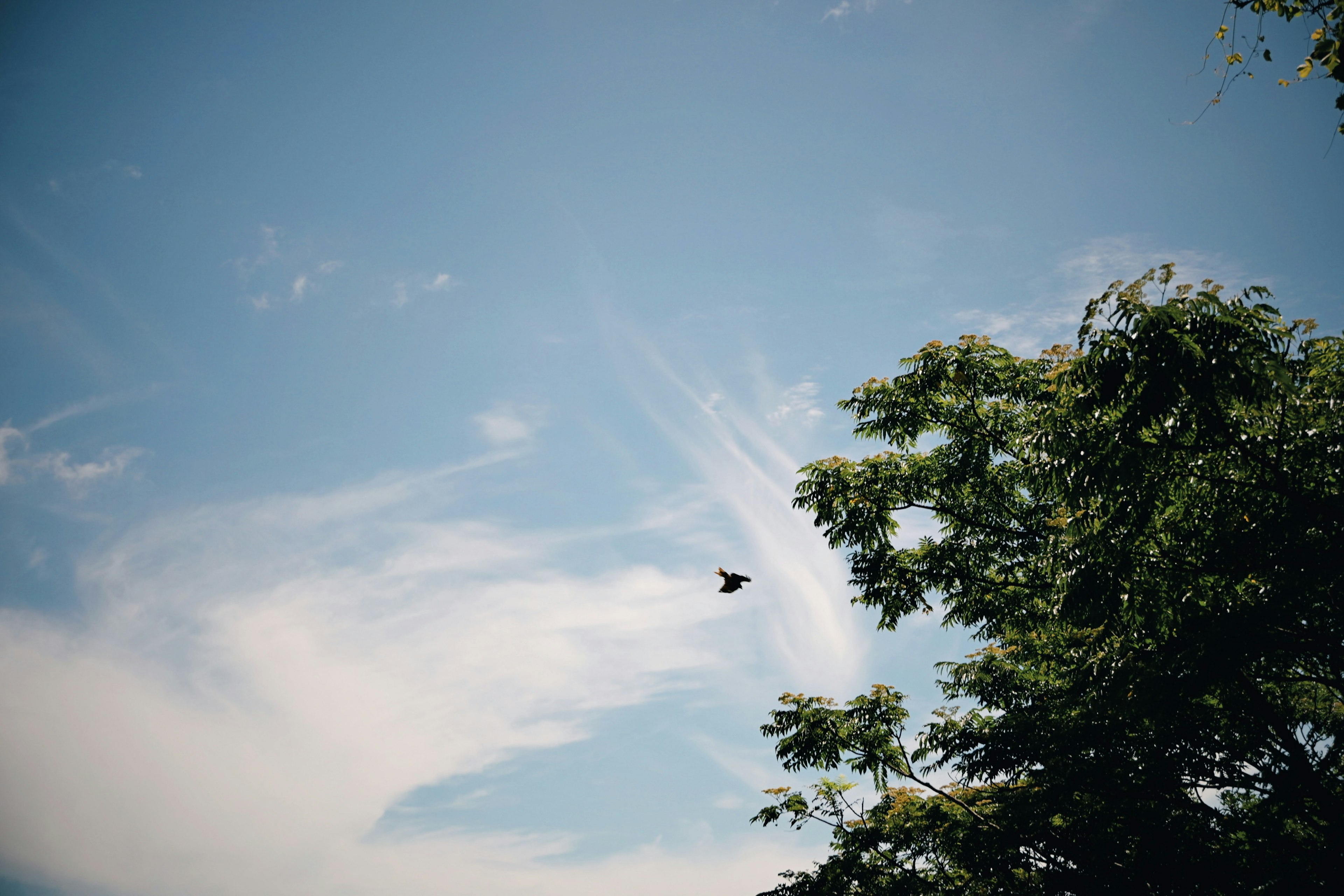Image of a bird flying between trees under a blue sky