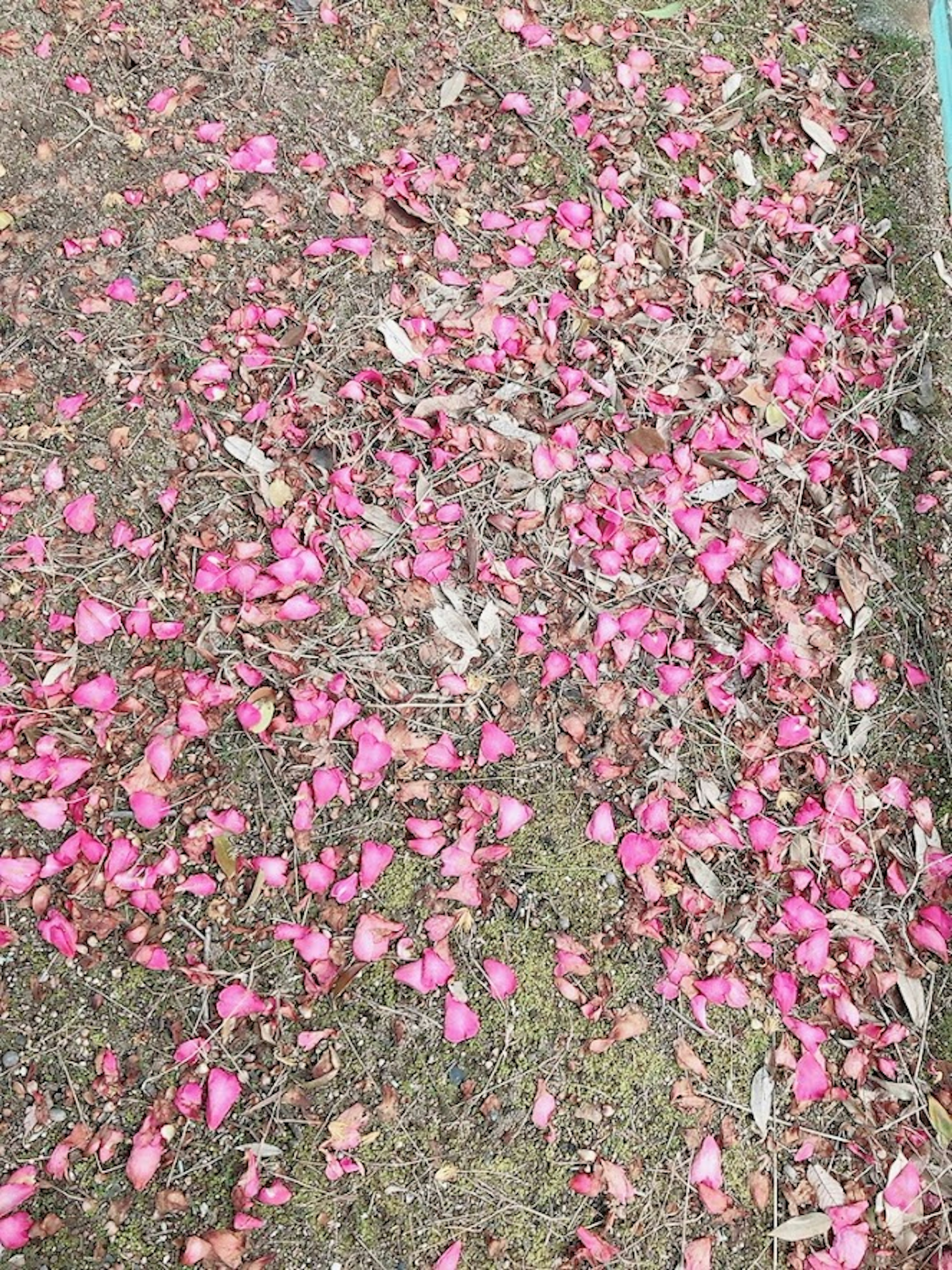 Pétalos de flores rosas y hojas esparcidas en el suelo