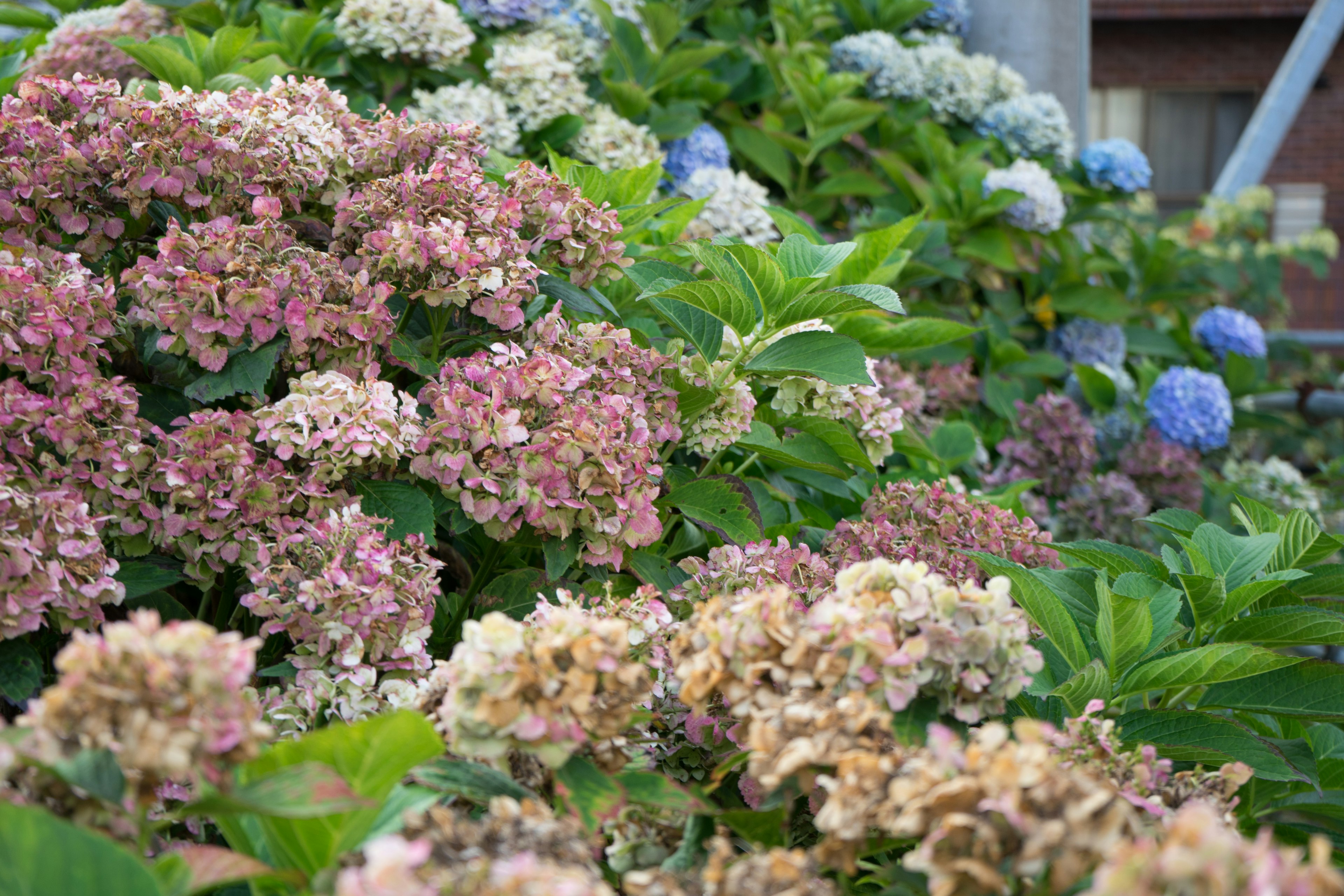 Eine lebendige Gartenszene mit blühenden Hortensien in verschiedenen Farben