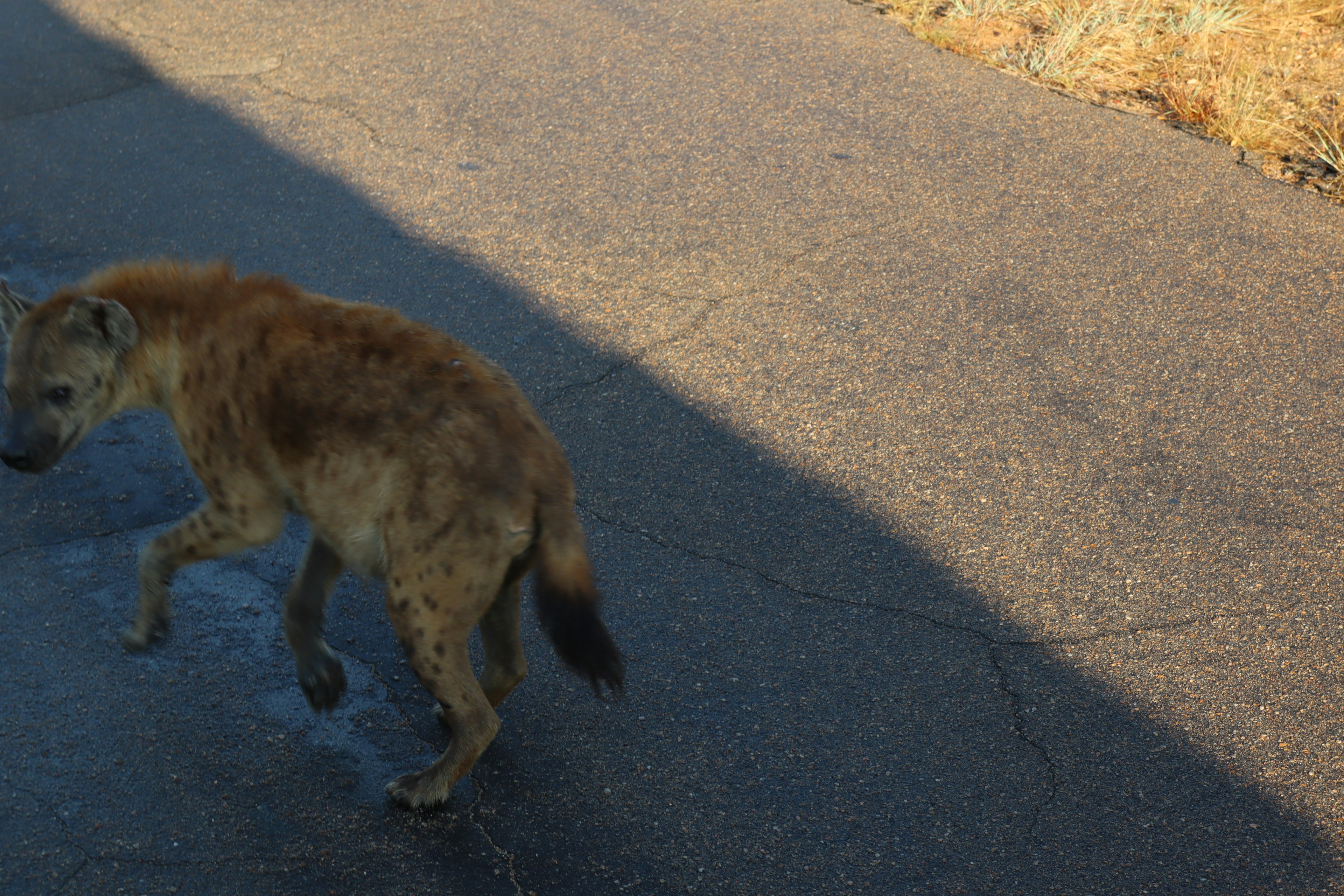 A brown hyena-like animal walking on a road