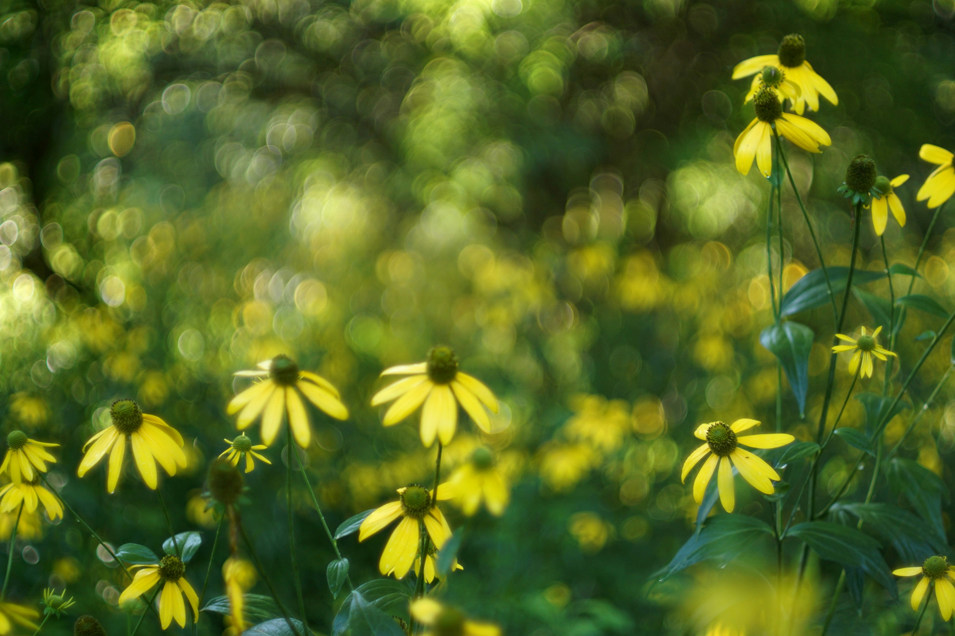 A field of yellow flowers in a green landscape