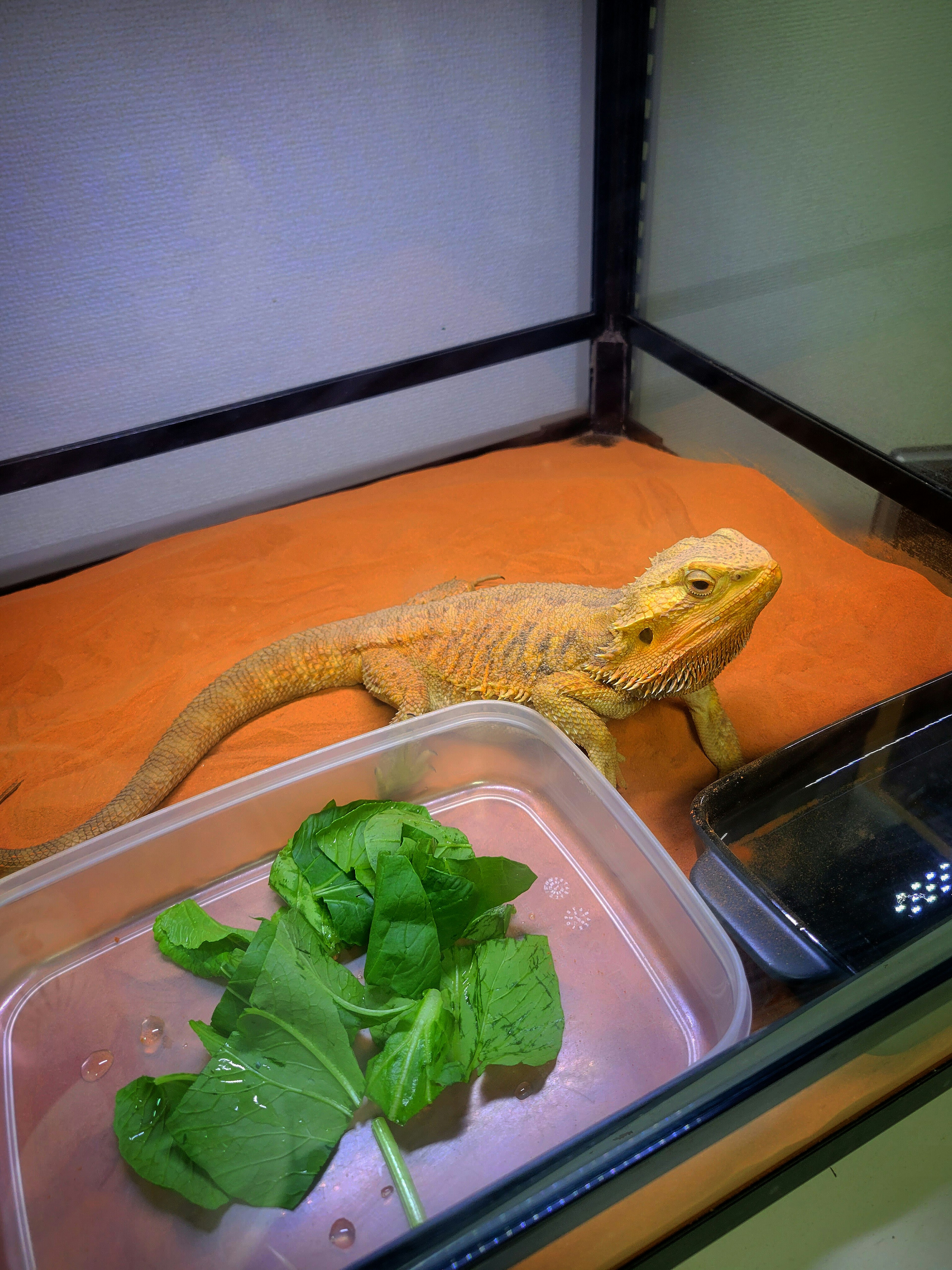 Dragon barbu sur du sable orange avec des légumes frais à proximité