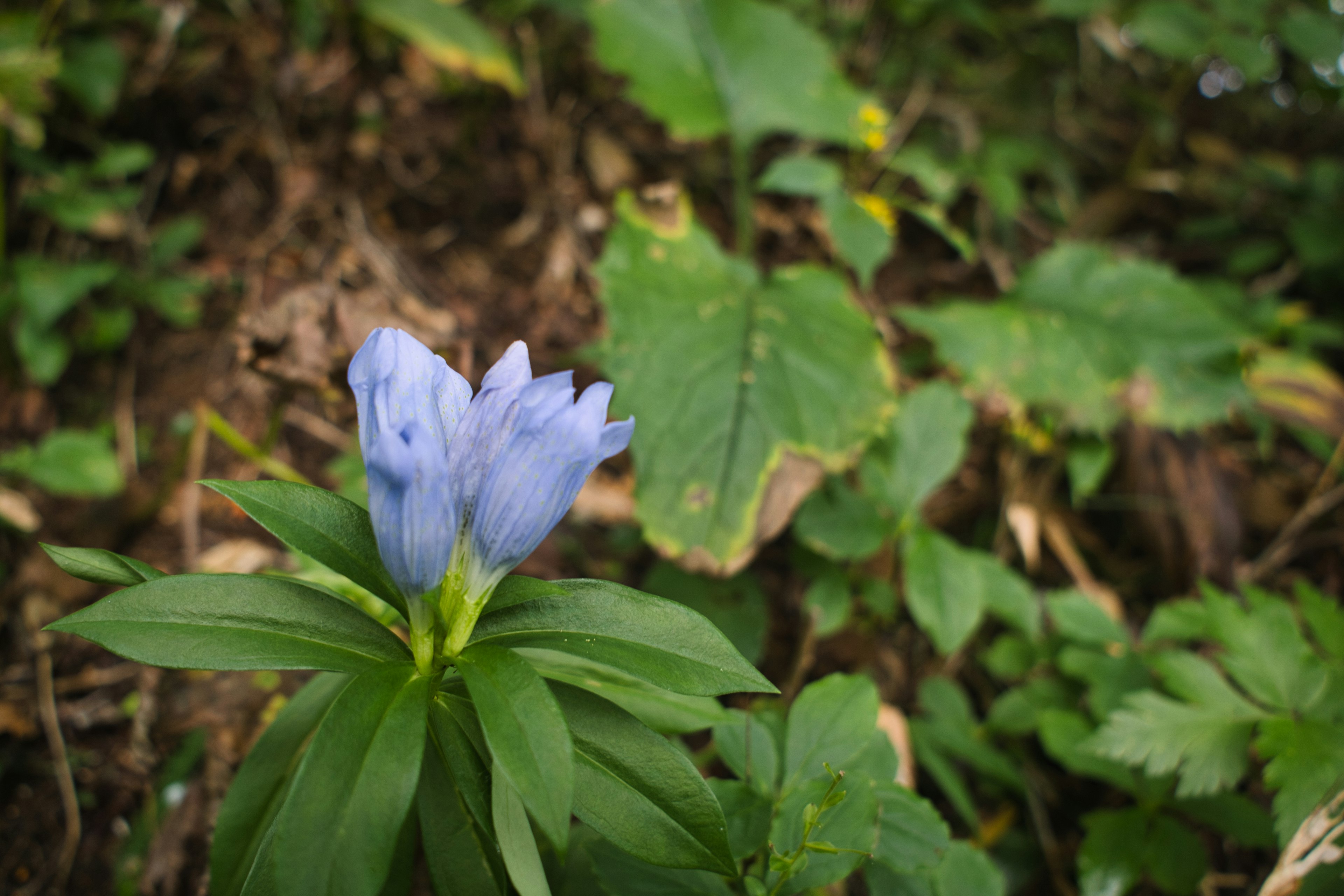 Blue flower with green leaves in a natural setting