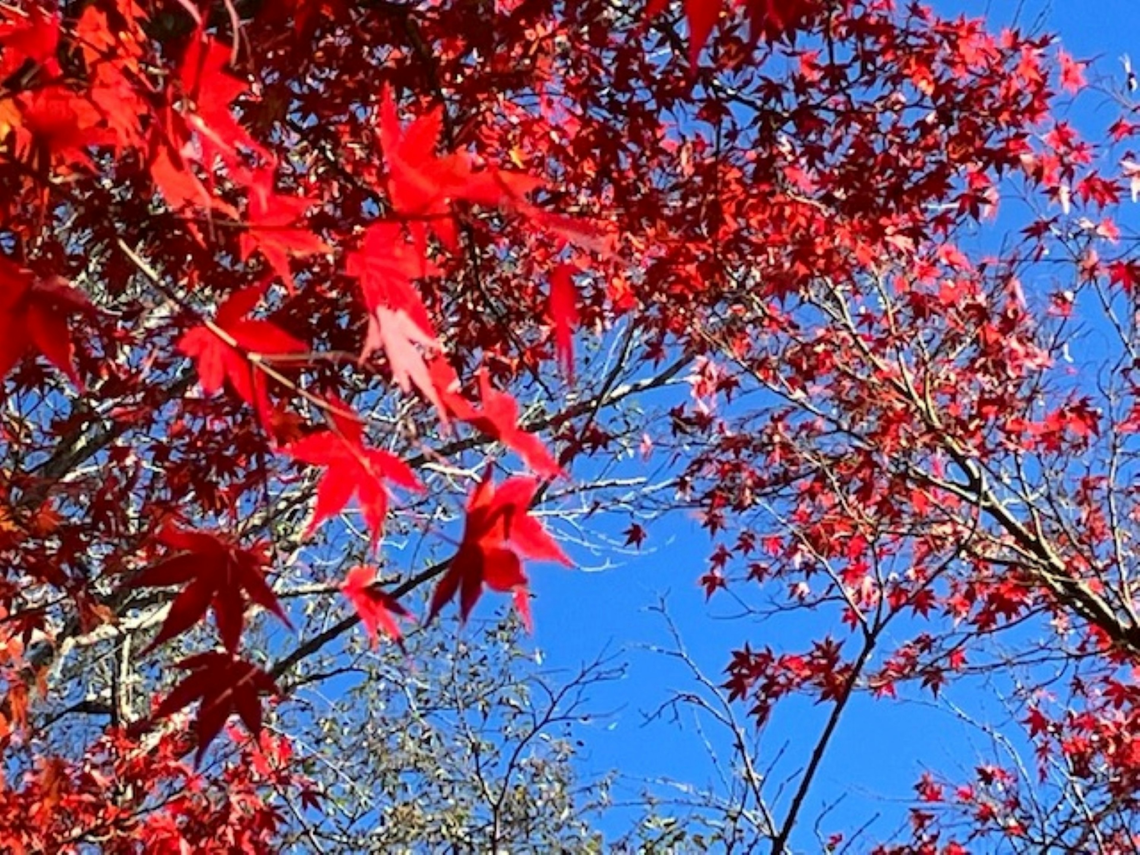 Vibrant red maple leaves against a blue sky