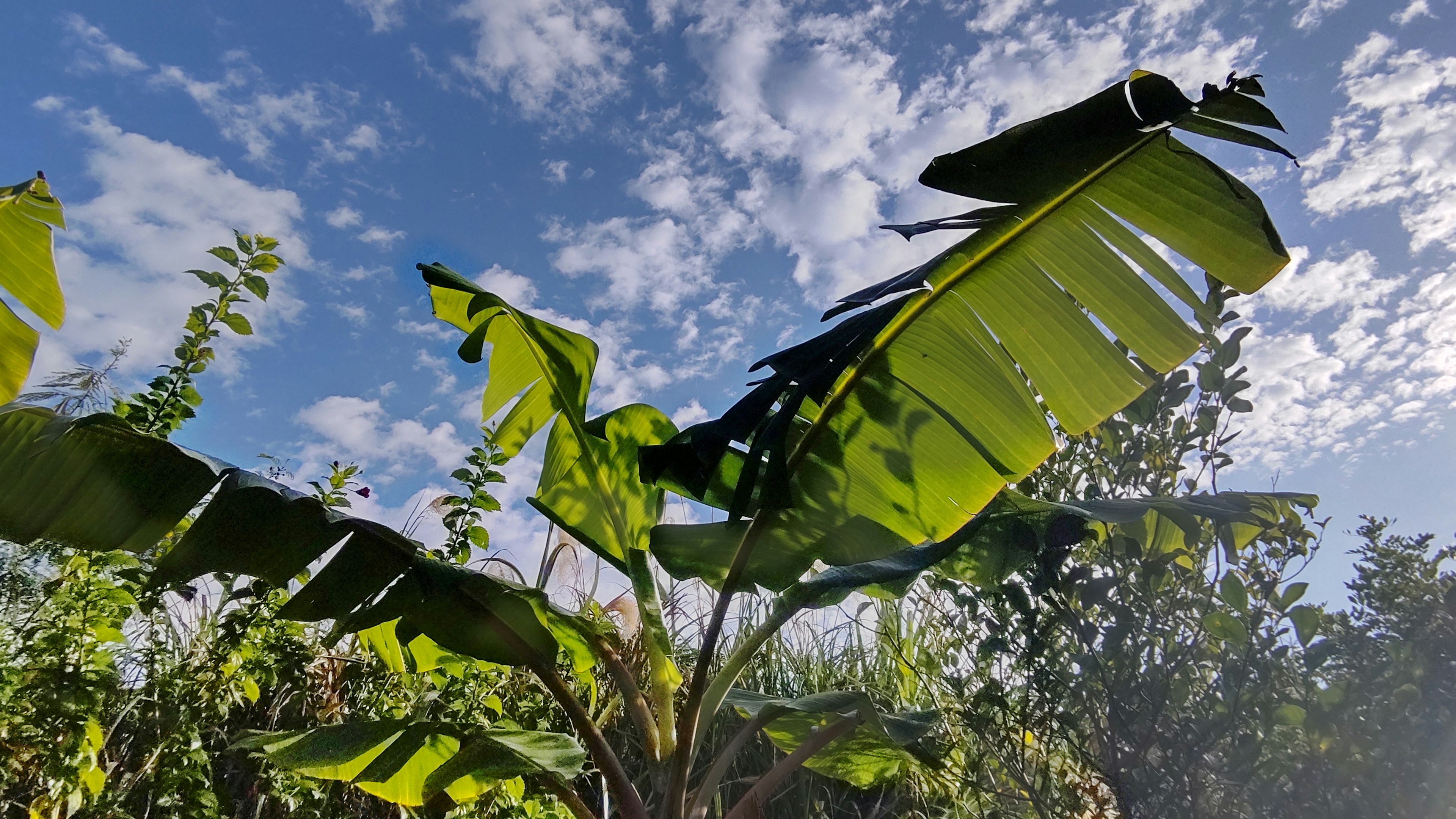 Grandi foglie di banana sotto un cielo blu