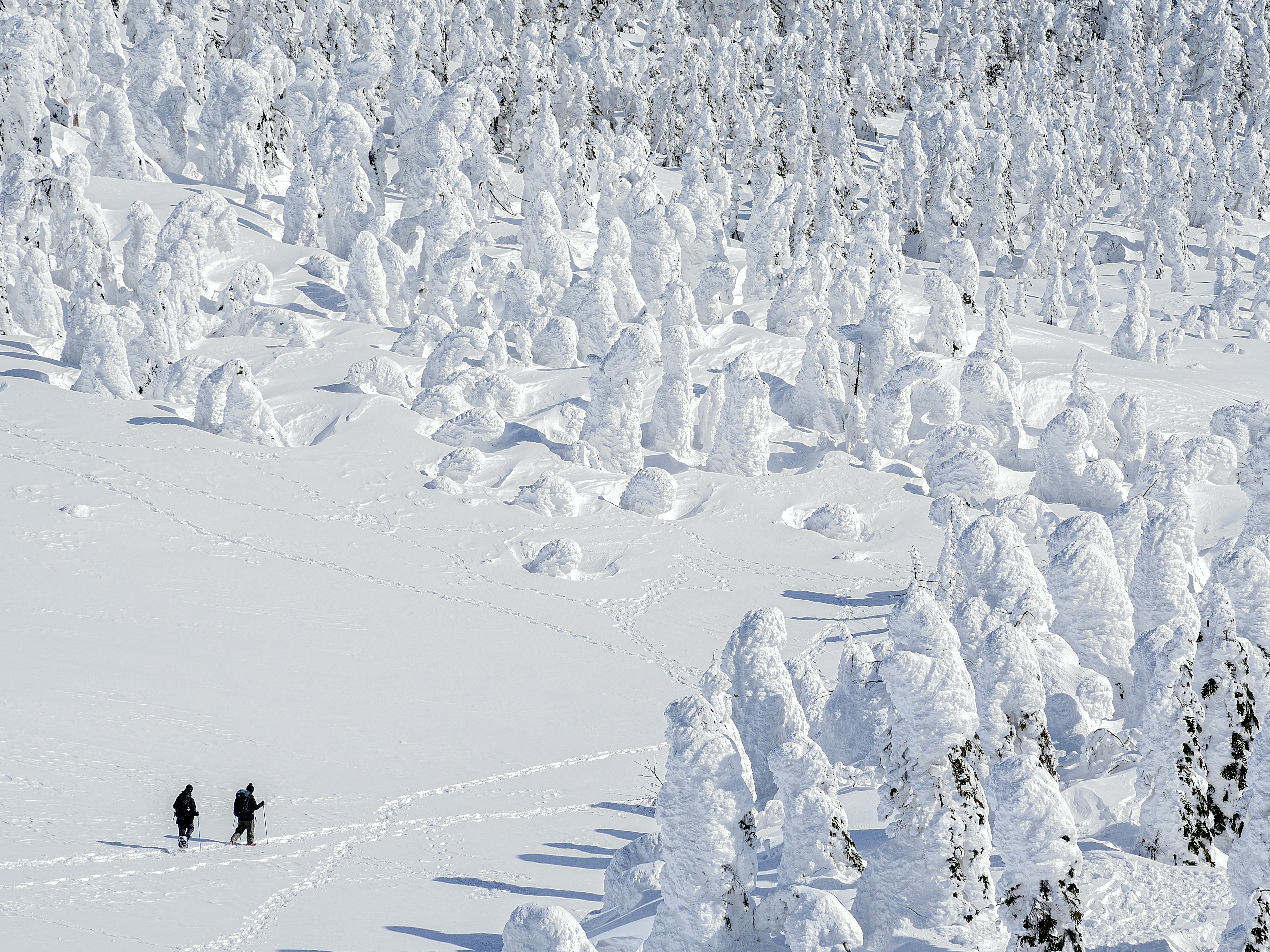 Deux randonneurs marchant dans une forêt enneigée