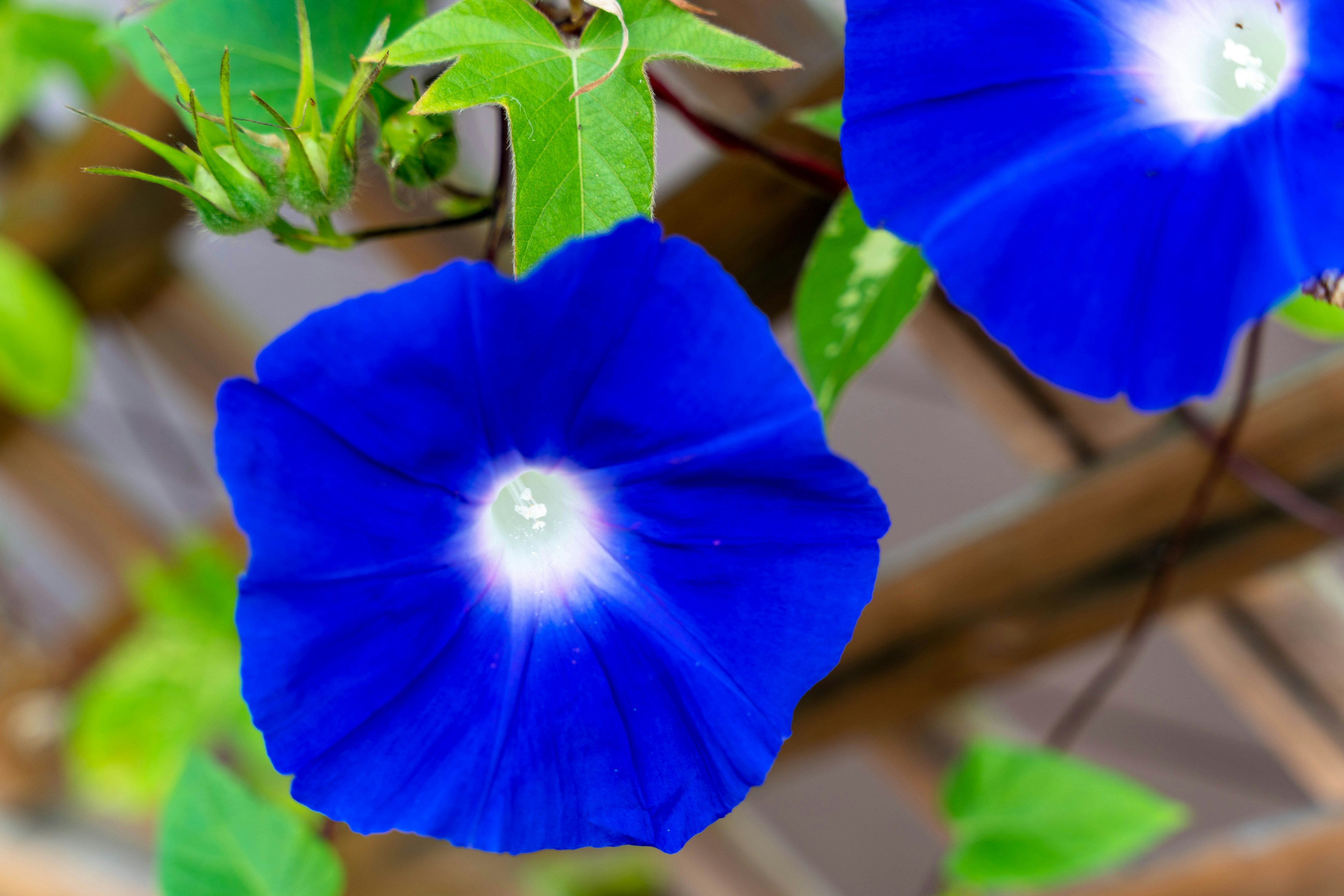 Vibrant blue morning glory flower surrounded by green leaves