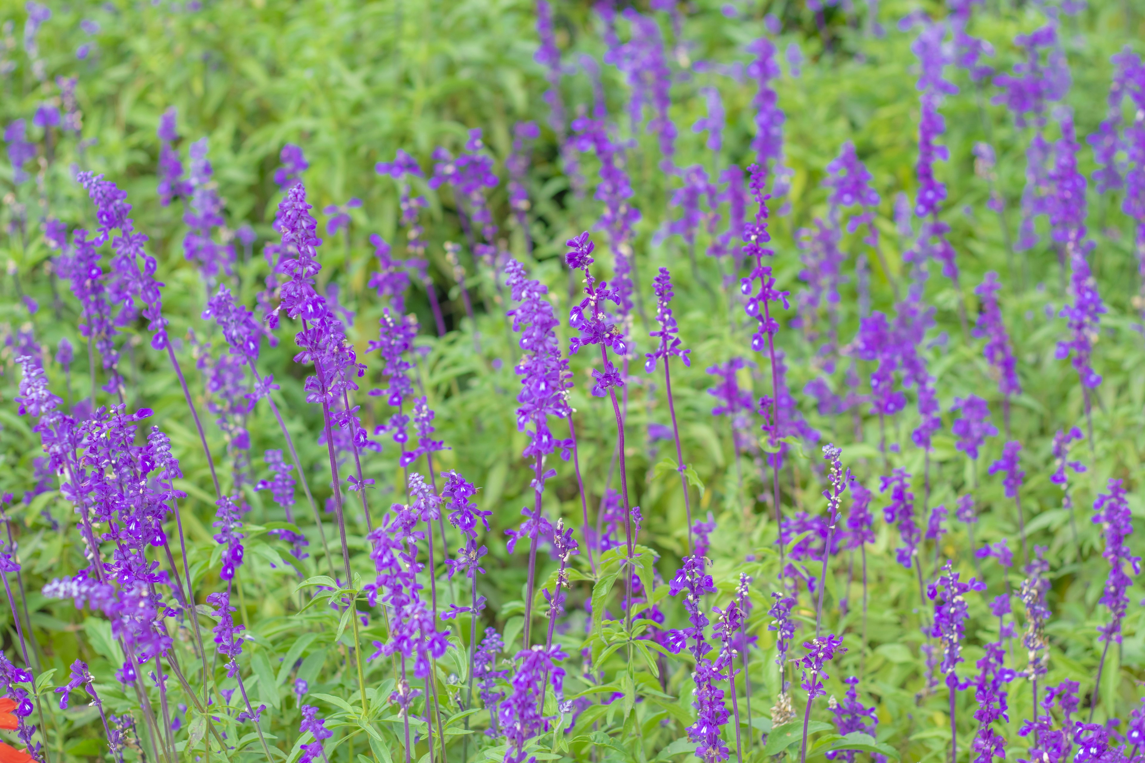 Champs vibrant de fleurs violettes au milieu d'un feuillage vert luxuriant