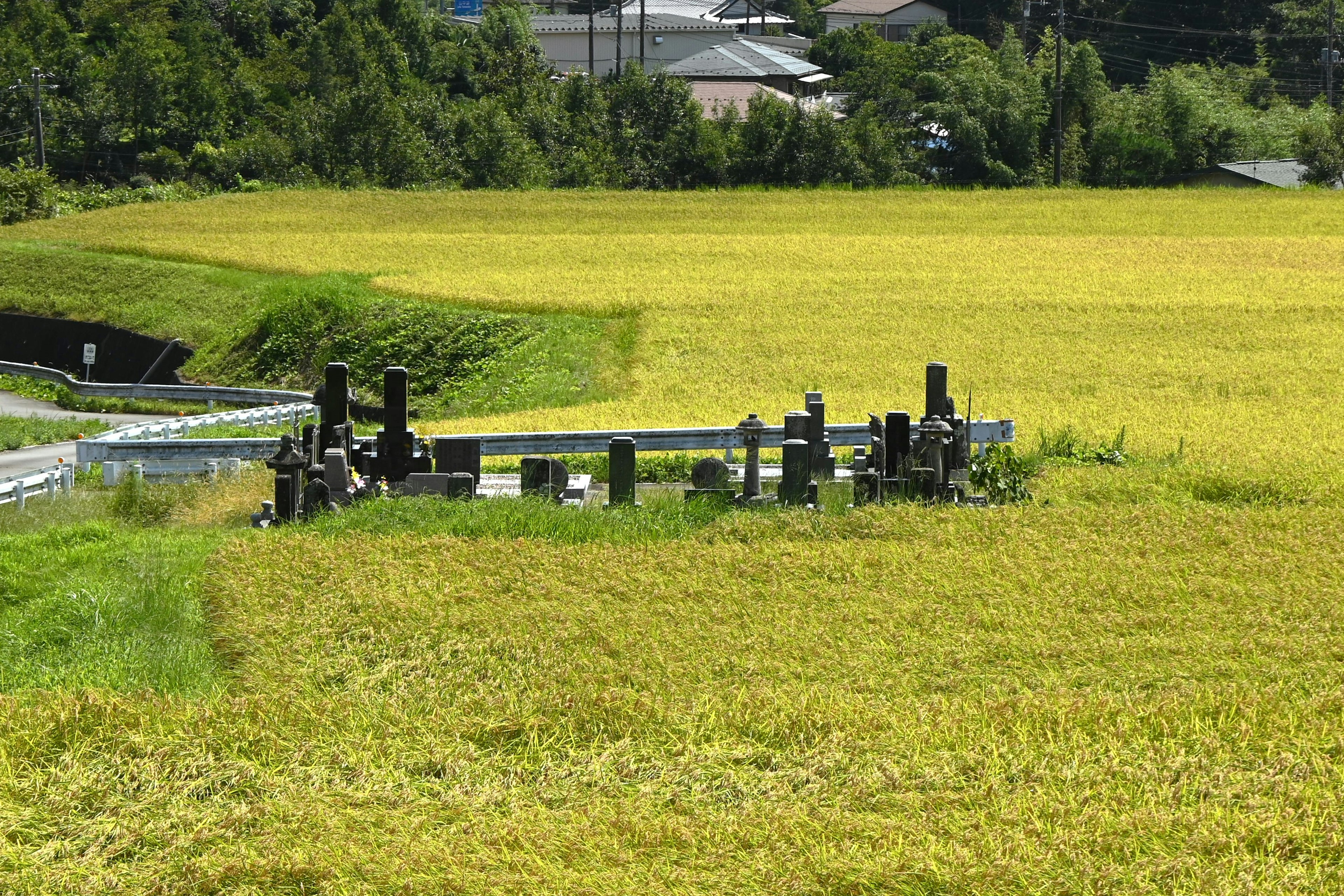 Lanskap sawah subur dengan gerbang air kayu